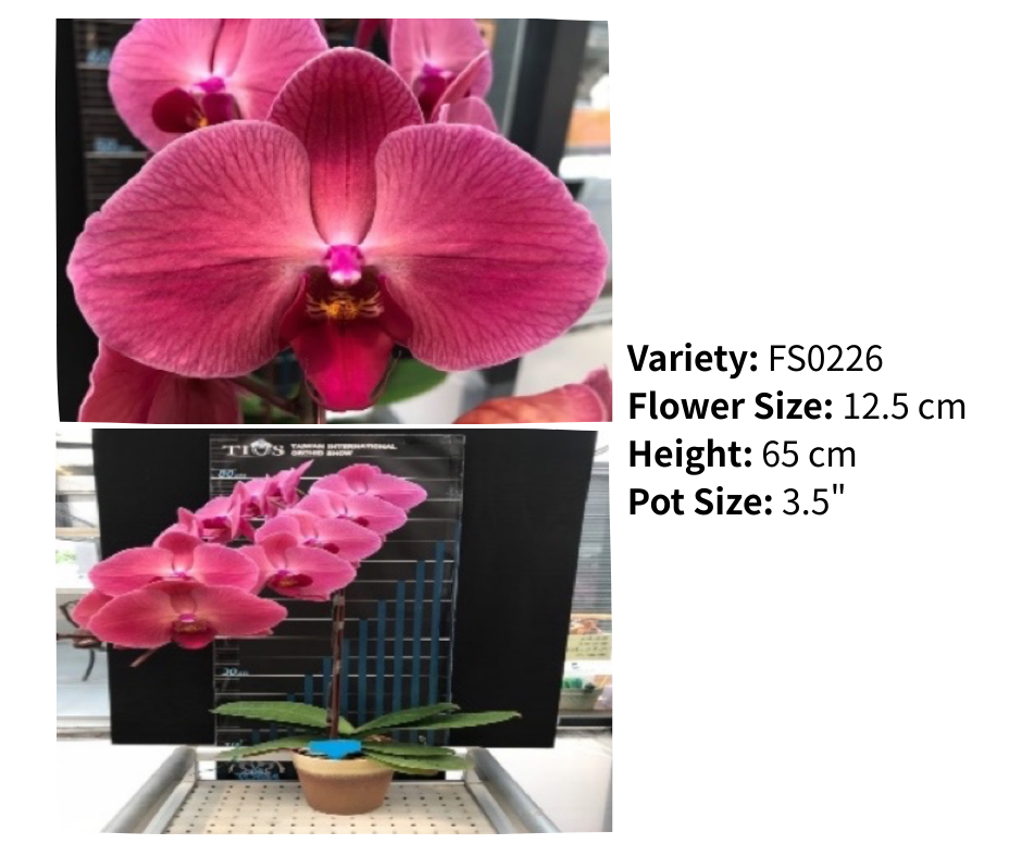 超大花 3.5寸 單梗 HK$129.00