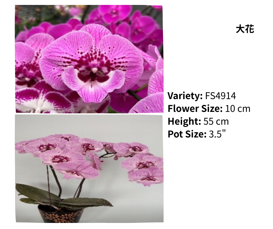 大花 3.5寸 單梗 HK$129.00