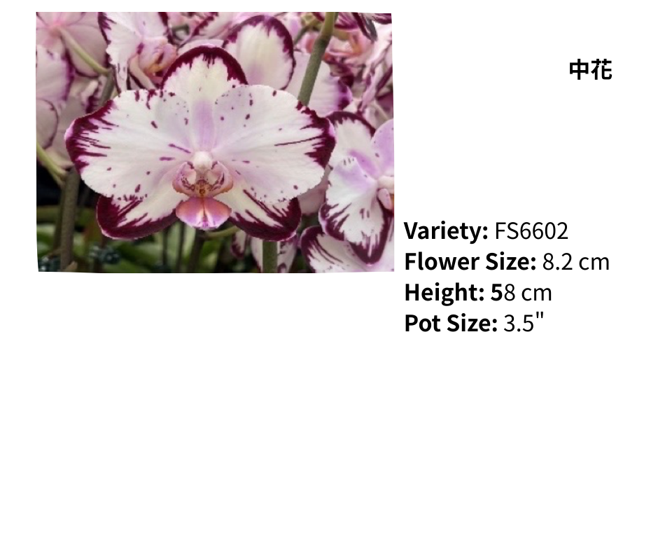 中花 3.5寸 單梗 HK$120.00, 雙梗 HK$126.00