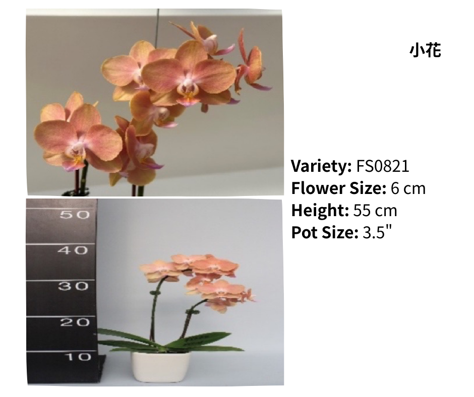 小花 3.5寸 單梗 HK$113.00, 雙梗 HK$120.00, 多梗 HK$126.00