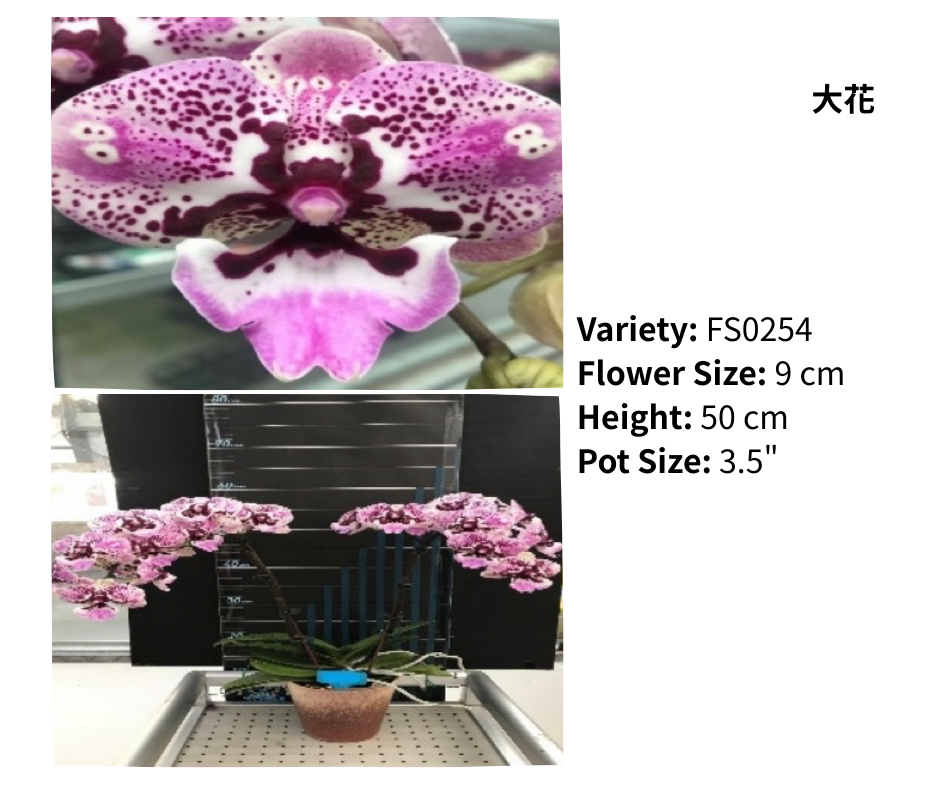 中花 3.5寸 單梗 HK$120.00, 雙梗 HK$126.00