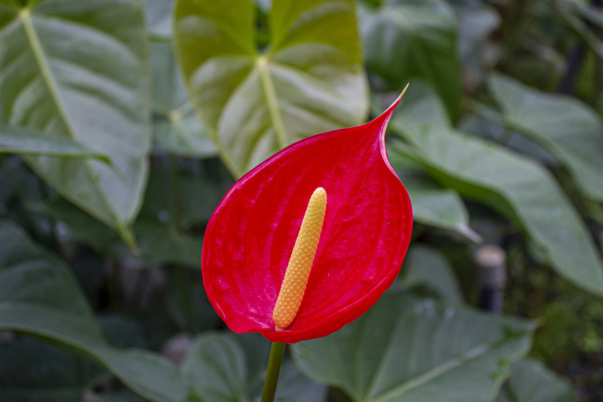 Red Bell