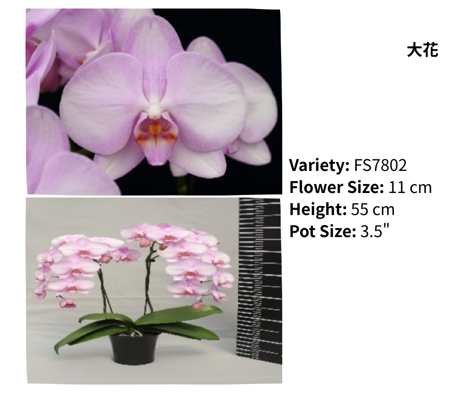 大花 3.5寸 單梗 HK$129.00