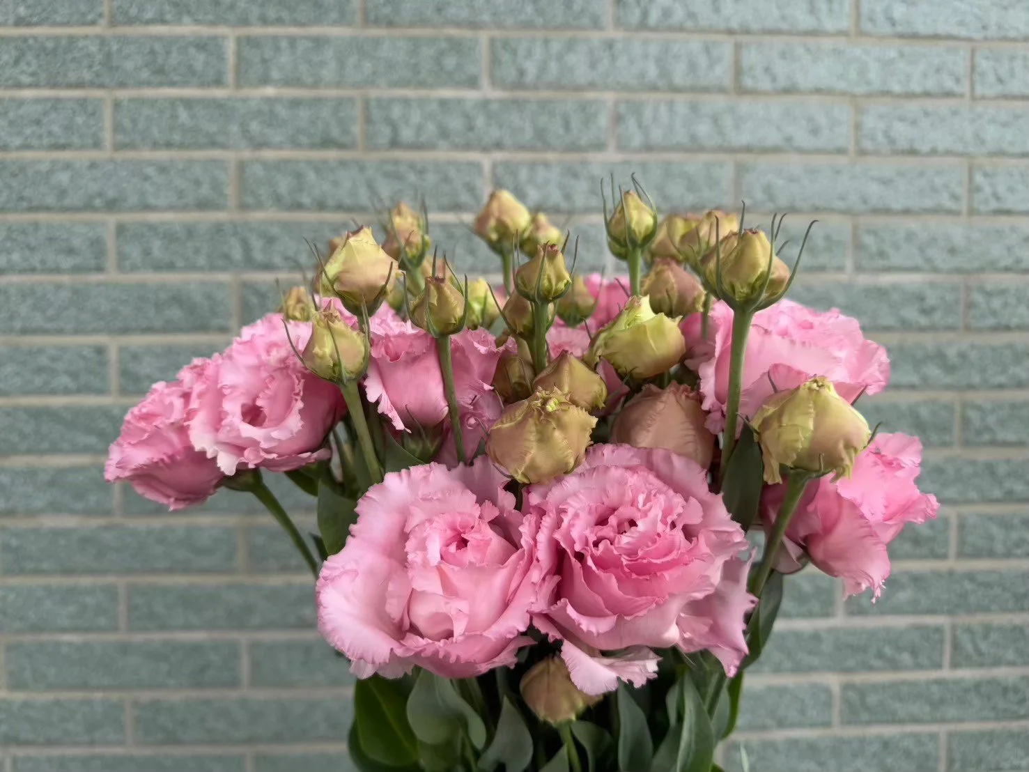Corelli Pink