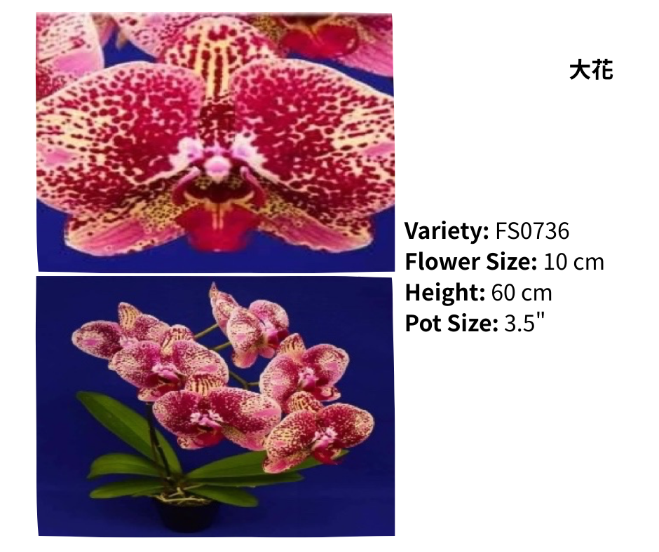 大花 3.5寸 單梗 HK$129.00