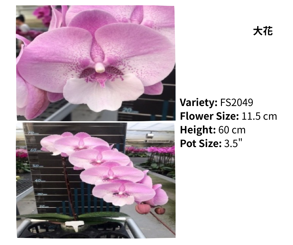大花 3.5寸 單梗 HK$129.00