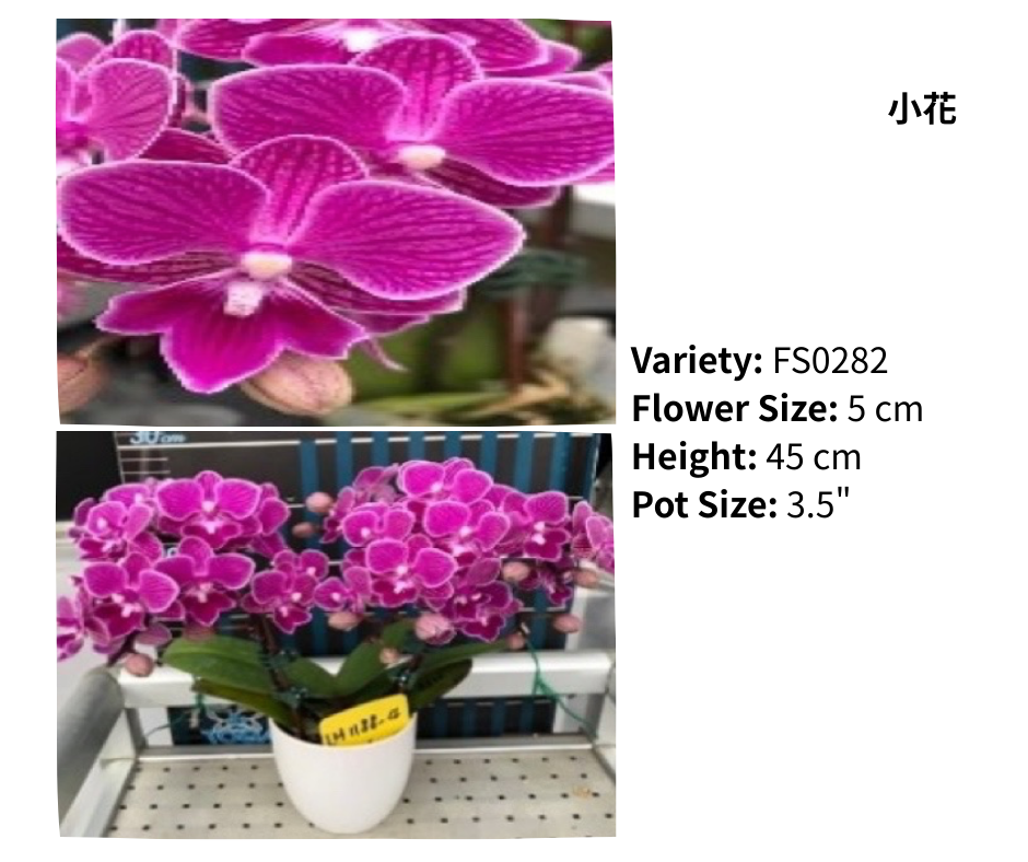 小花 3.5寸 單梗 HK$113.00, 雙梗 HK$120.00, 多梗 HK$126.00