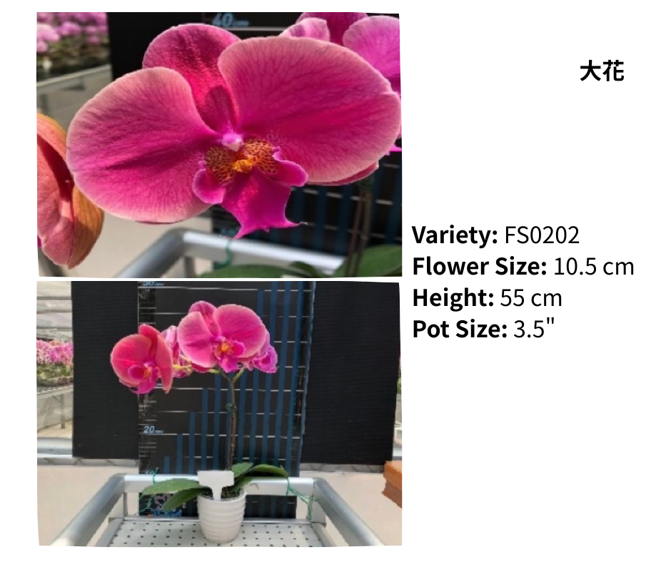 大花 3.5寸 單梗 HK$129.00