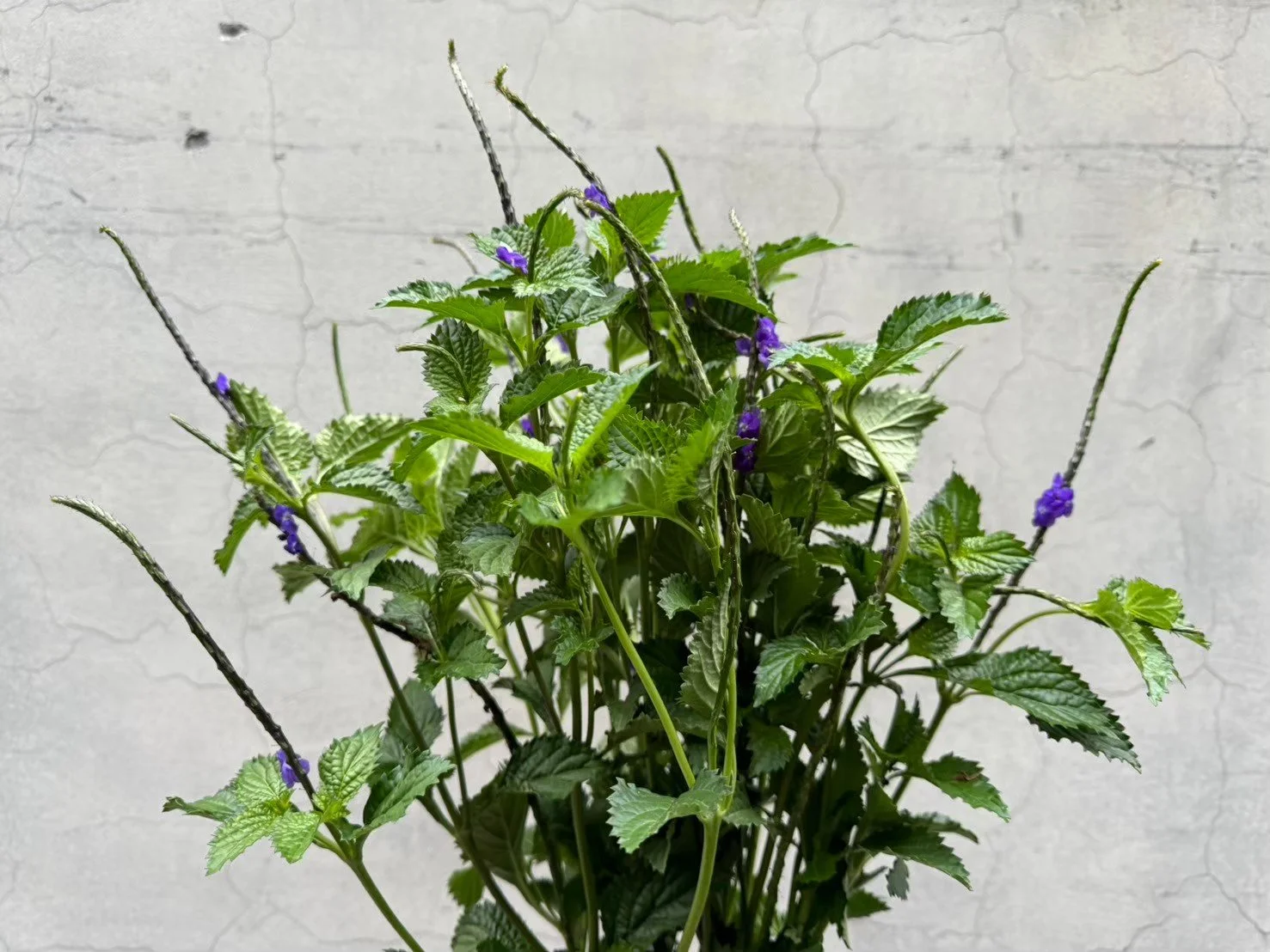 A potted plant with green serrated leaves and small purple flowers, placed against a light gray, cracked concrete wall background.