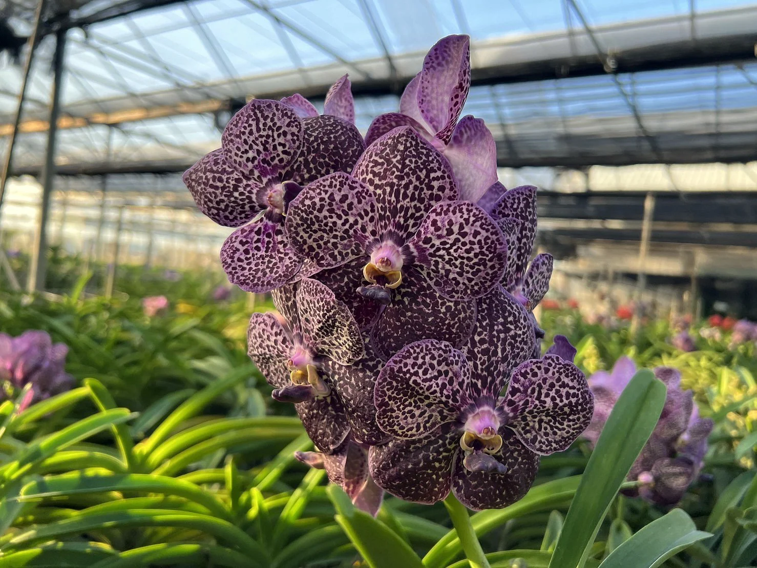 Classic Purple Vanda