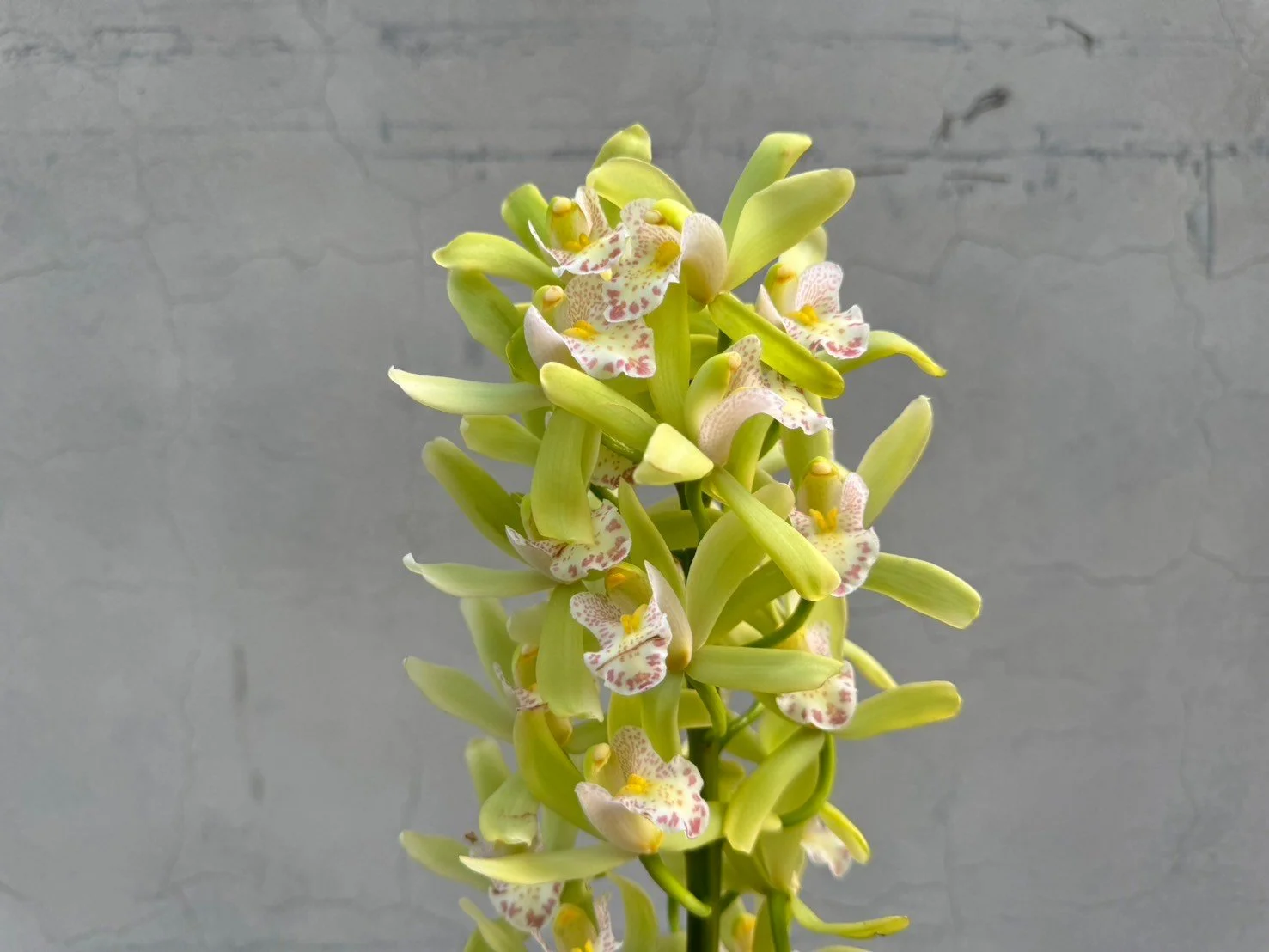 Close-up of a green orchid flower spike with multiple pale yellow-green blossoms and spotted white and pink flower centers against a gray concrete background.