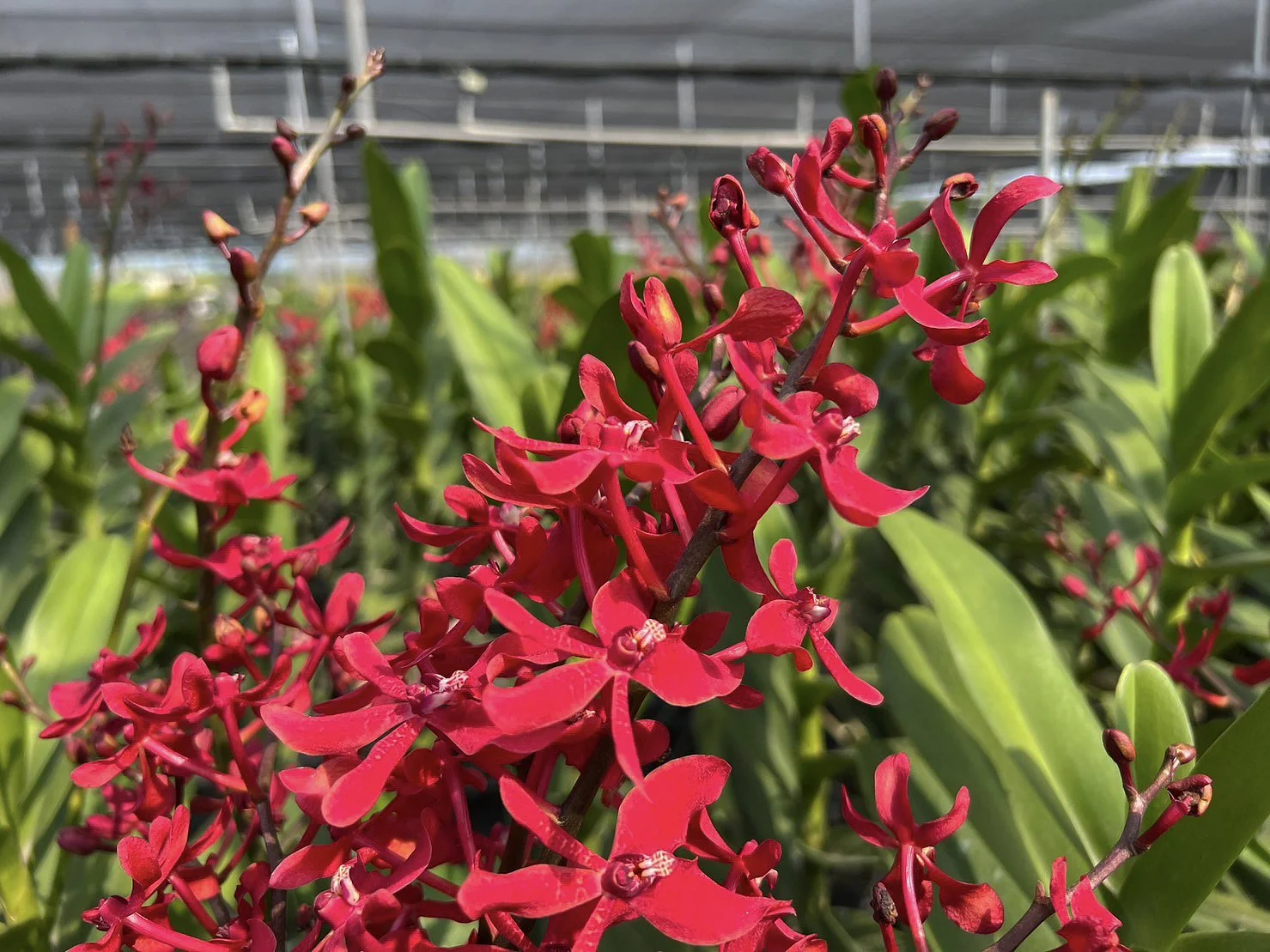 Renanthera