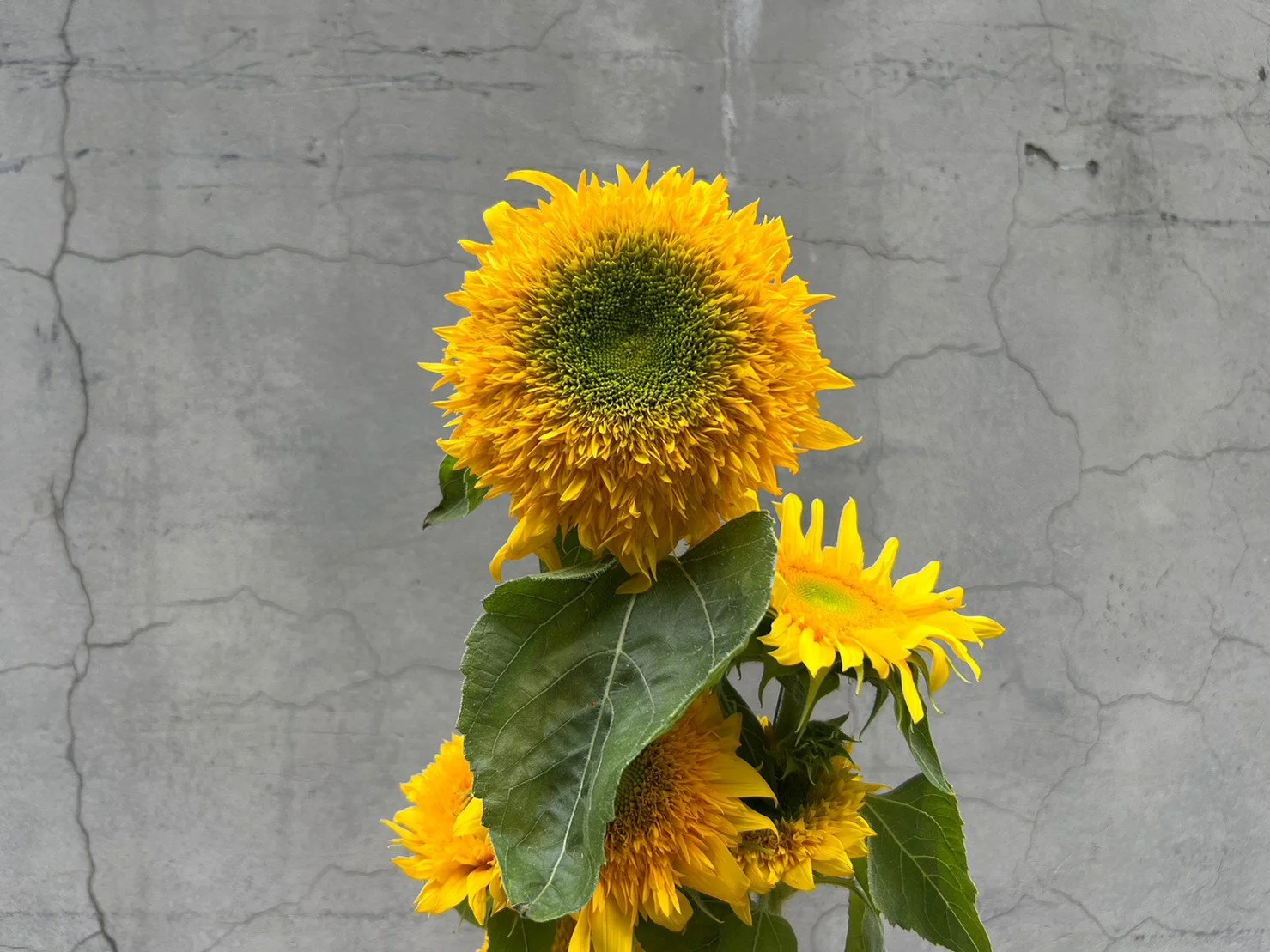 A bunch of bright yellow sunflowers with large green leaves in front of a textured gray concrete wall.