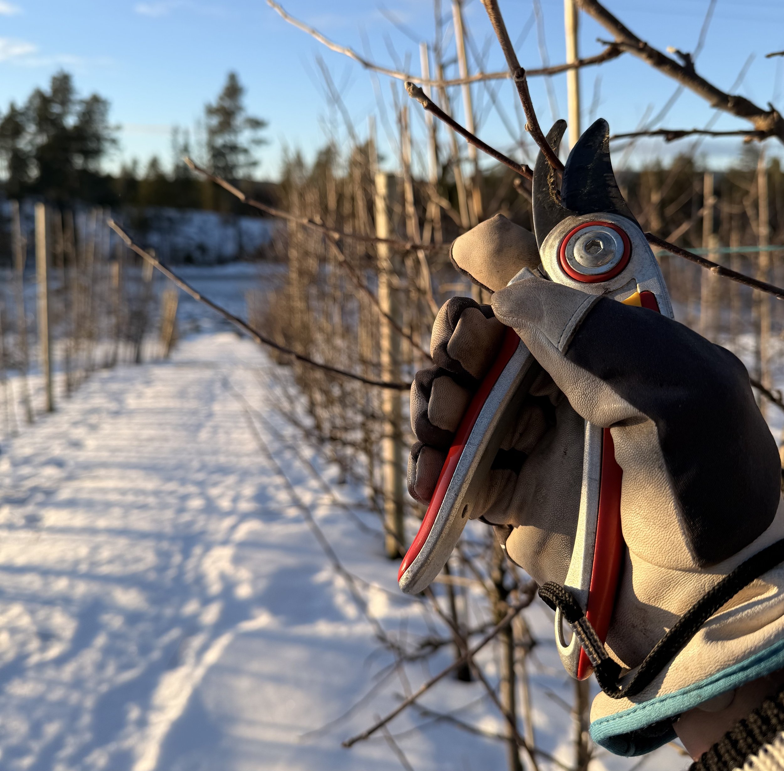 Beskjæring AV EPLETRÆR