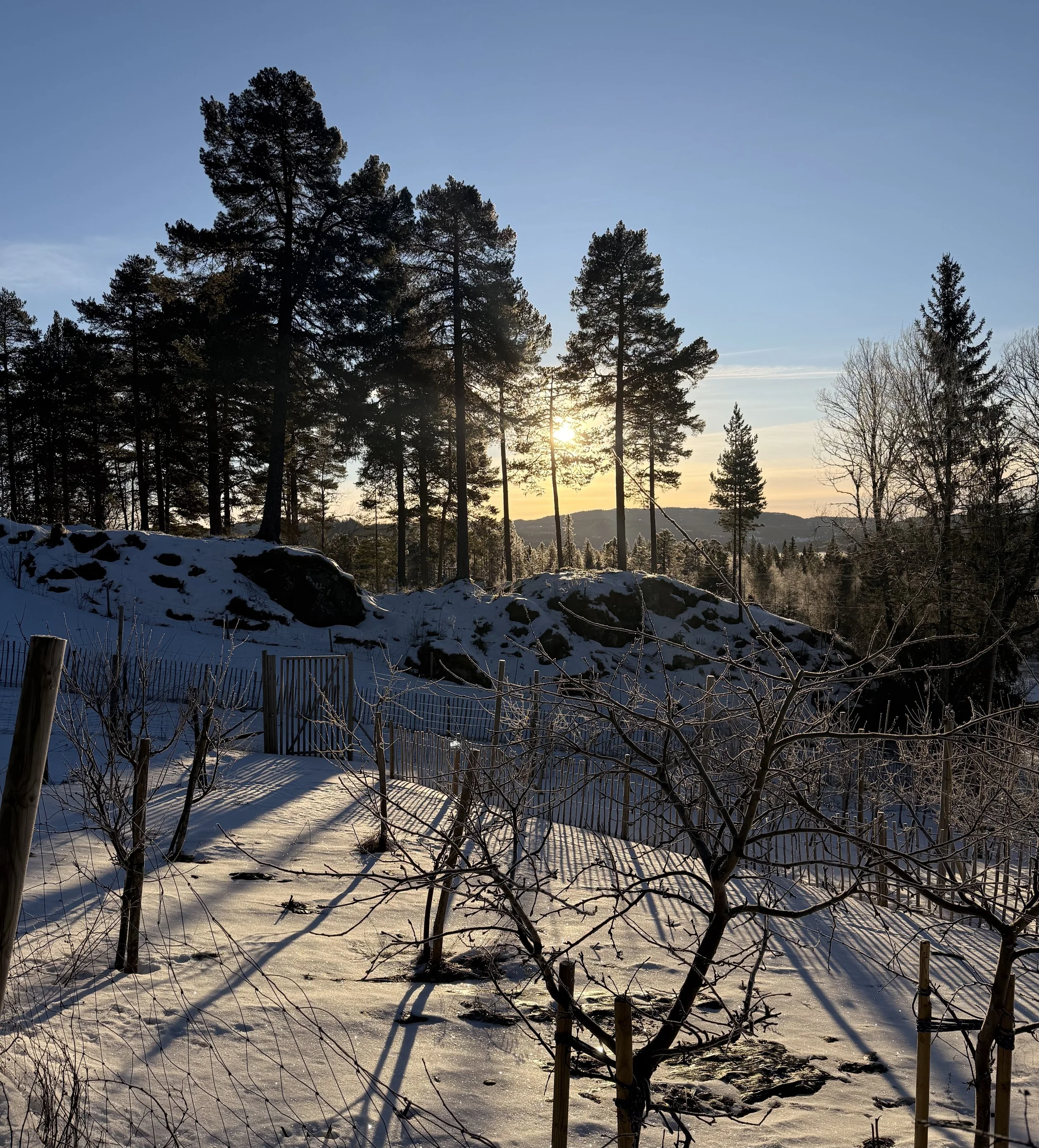 En kald vinter – en gave til eplehagen 