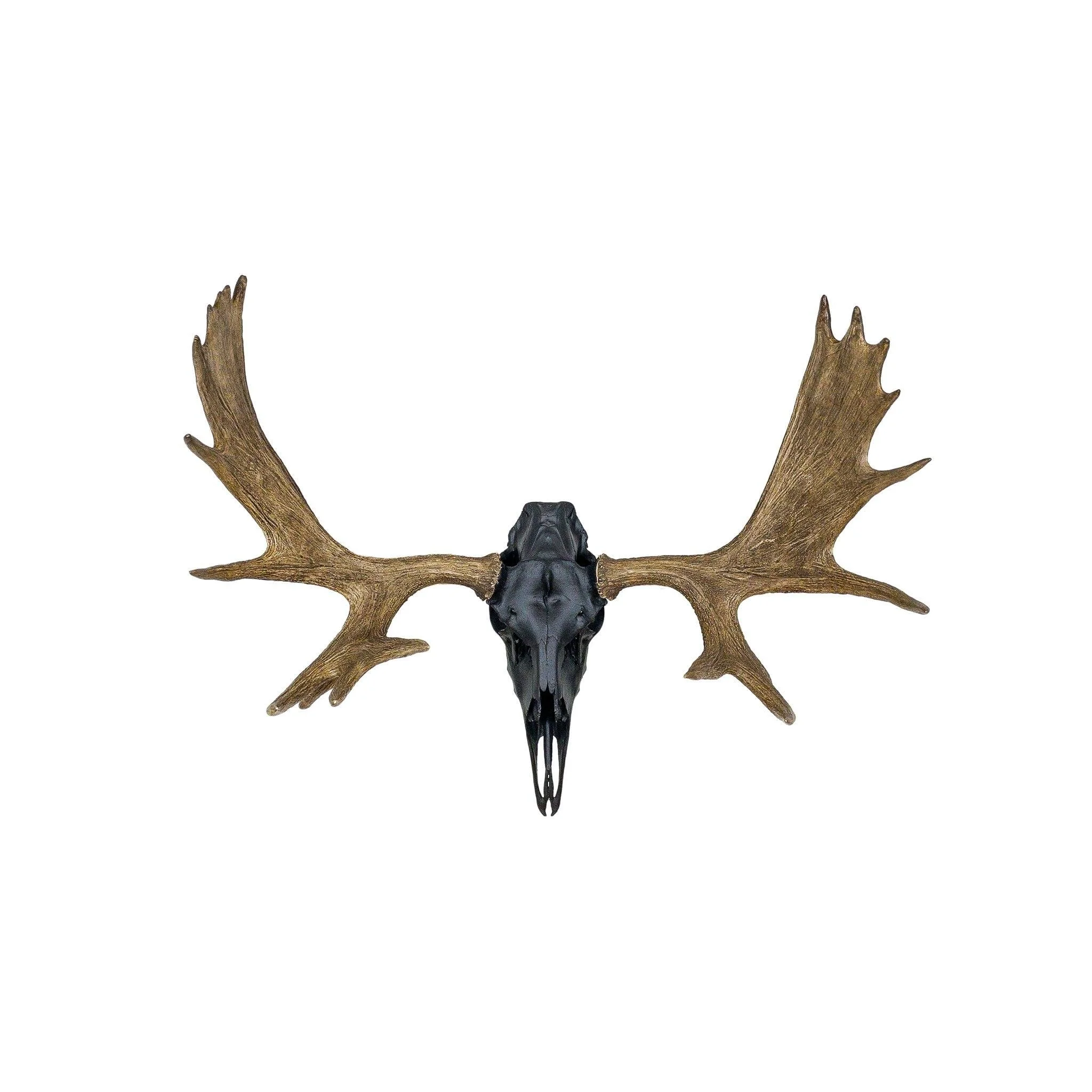 moose euro.jpeg