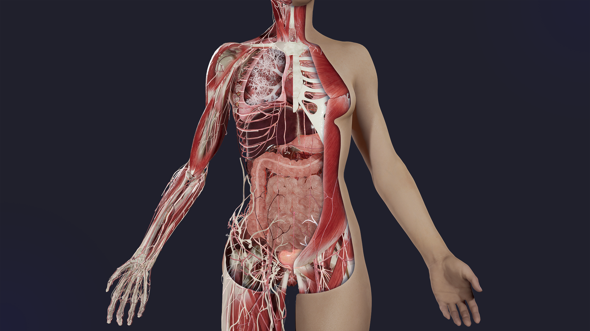 Anatomia feminina além da ginecologia: o que todo profissional de saúde precisa conhecer