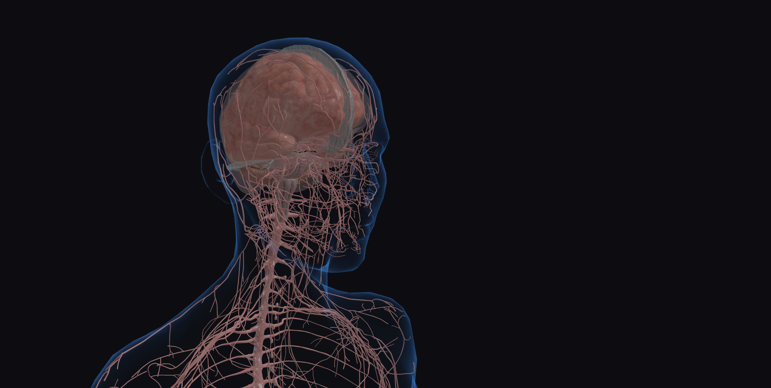 Neuroanatomia na prática clínica: o que o estudo do sistema nervoso em 3D muda na compreensão de síndromes e déficits