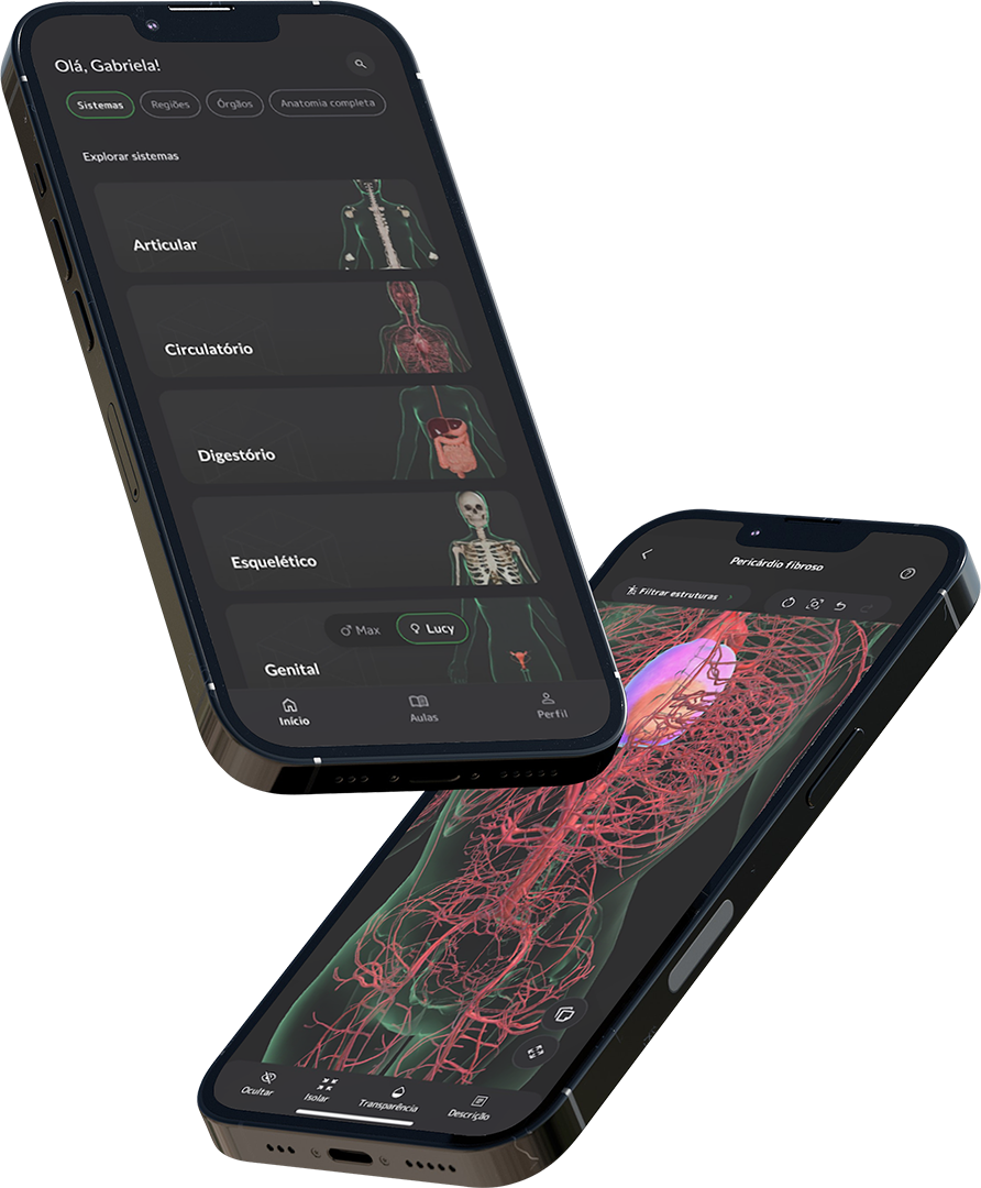 Duas telas de smartphones exibindo aplicativos de anatomia humana com diagramas do sistema circulatório e do sistema fibrilar no corpo humano.