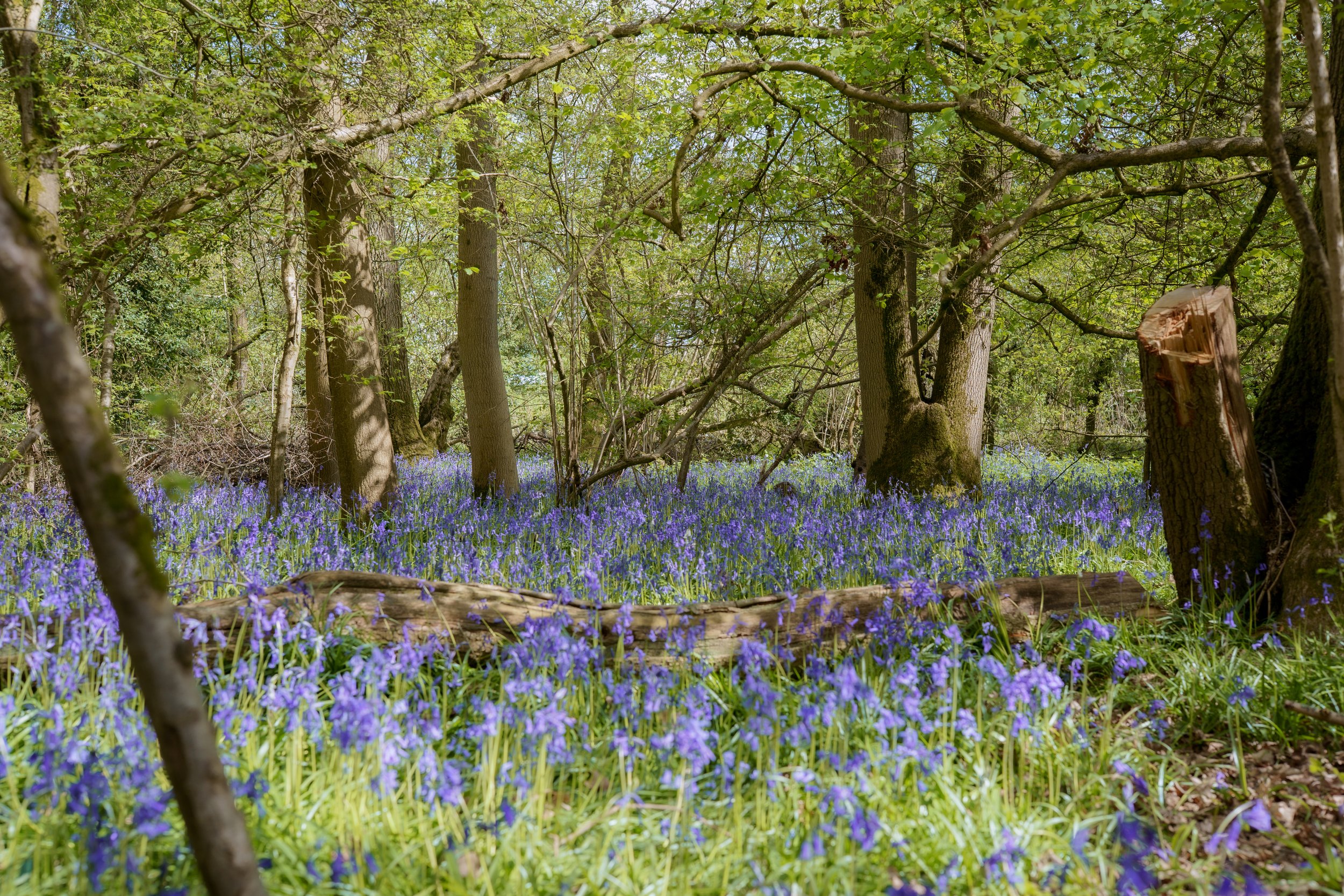 Culverwell_Bluebells-2-2.jpg