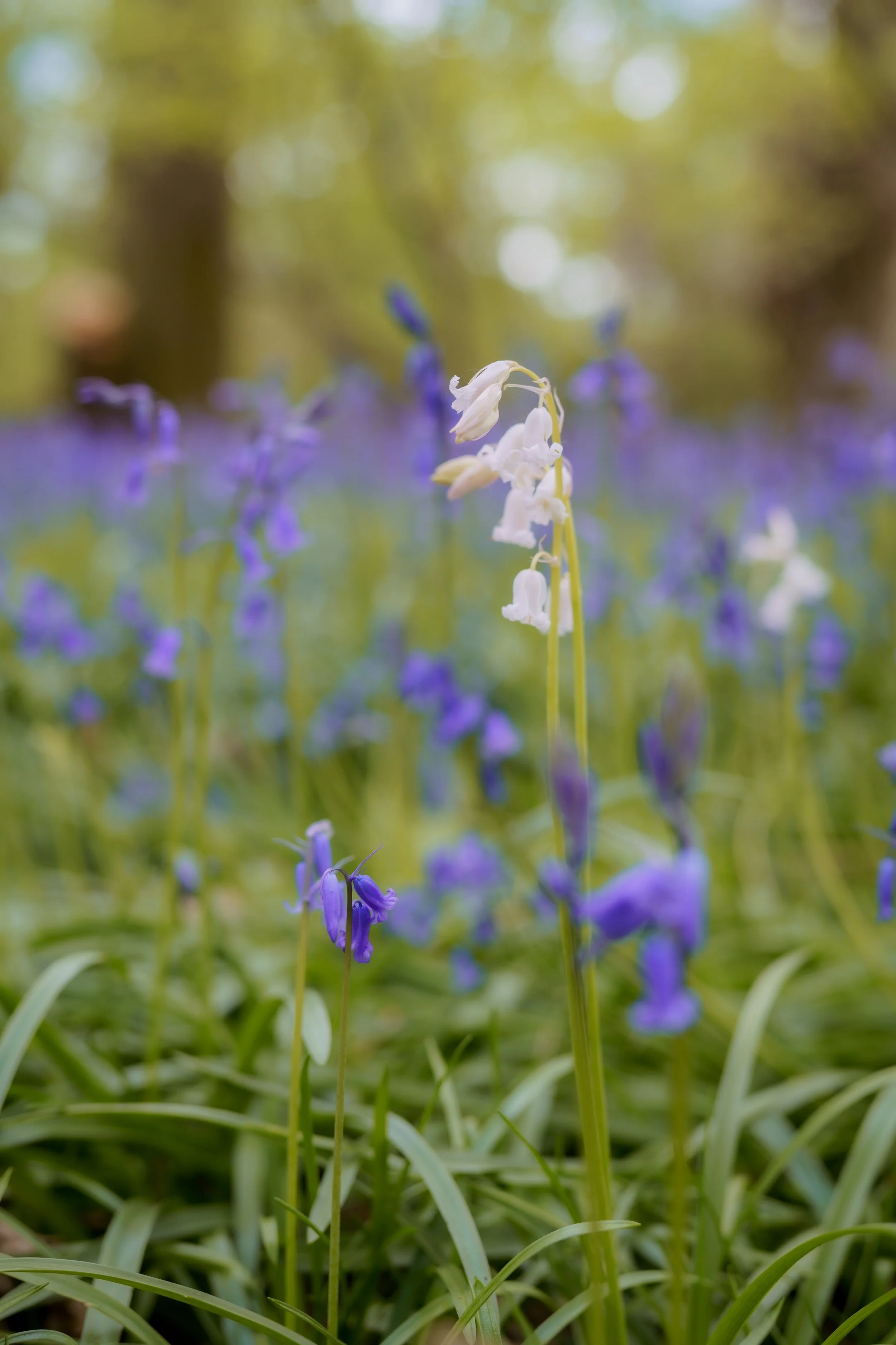 Culverwell_Bluebells-4-2.jpg