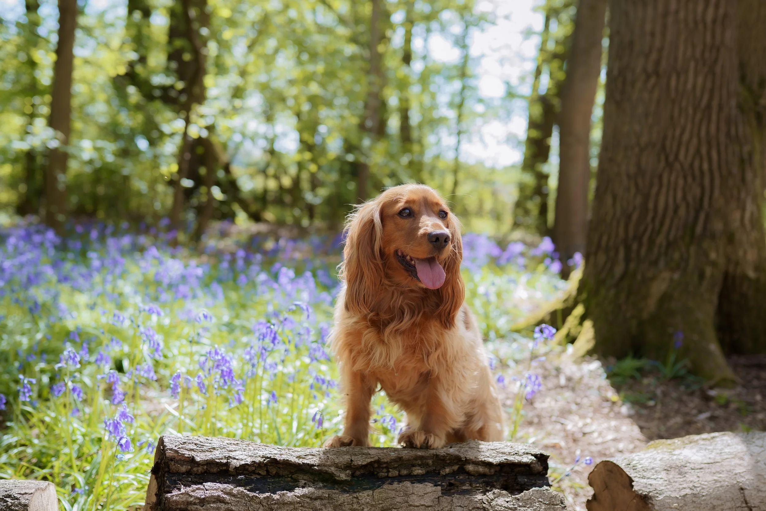 Culverwell_Bluebells-10.jpg
