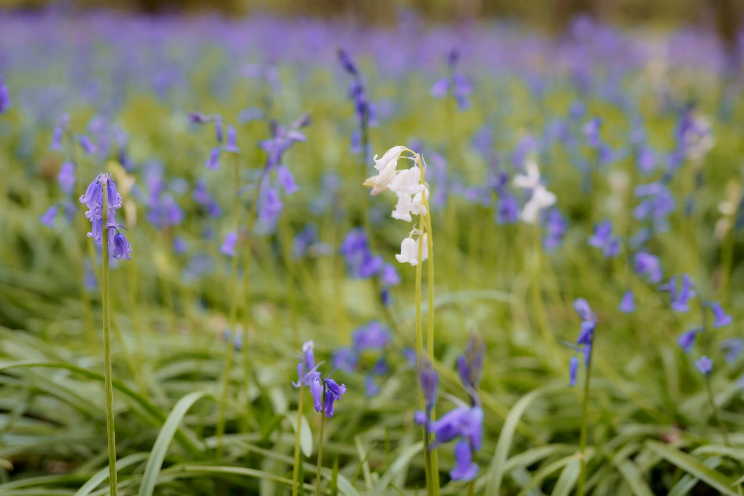 Culverwell_Bluebells-5-2.jpg