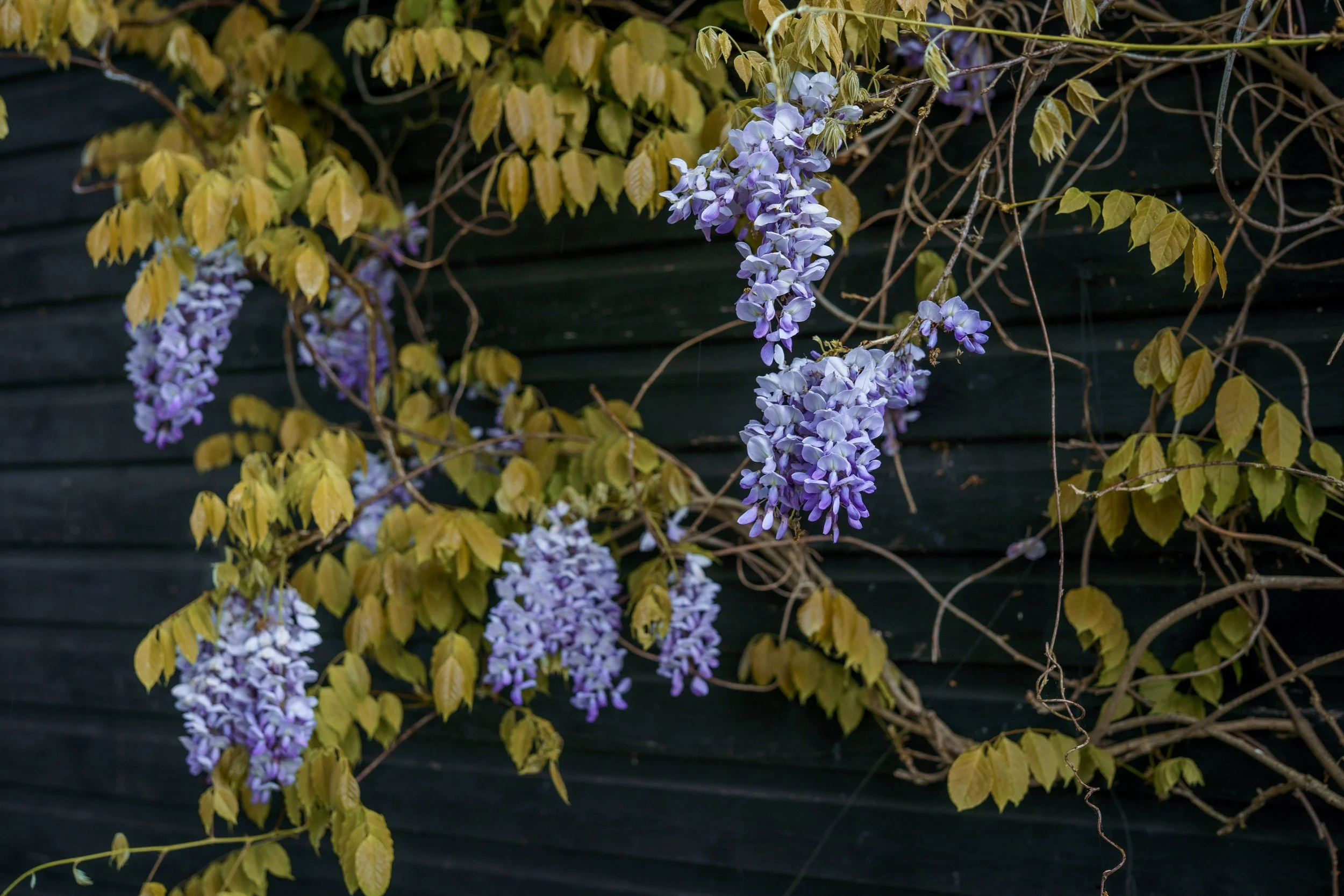 Miceala_and_Aurélien_Gabby_Culverwell_Photography-157.jpg