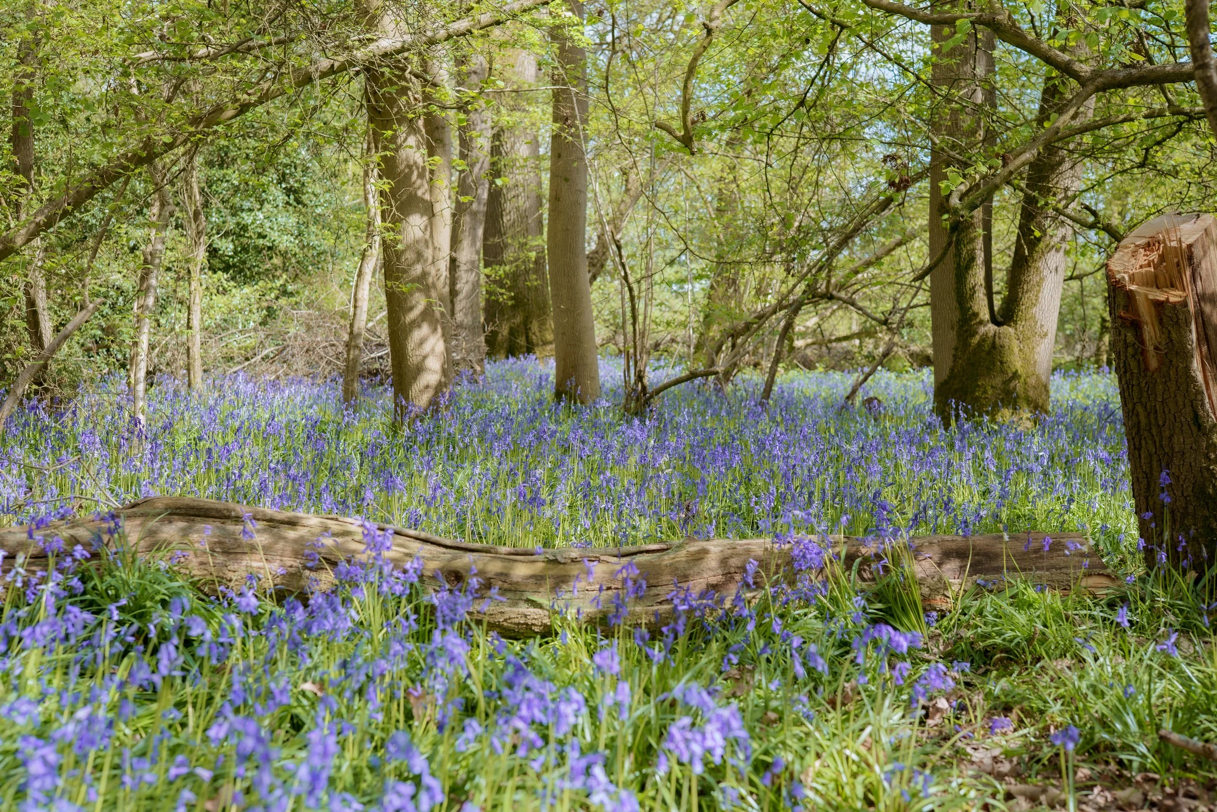 Culverwell_Bluebells-3-2.jpg