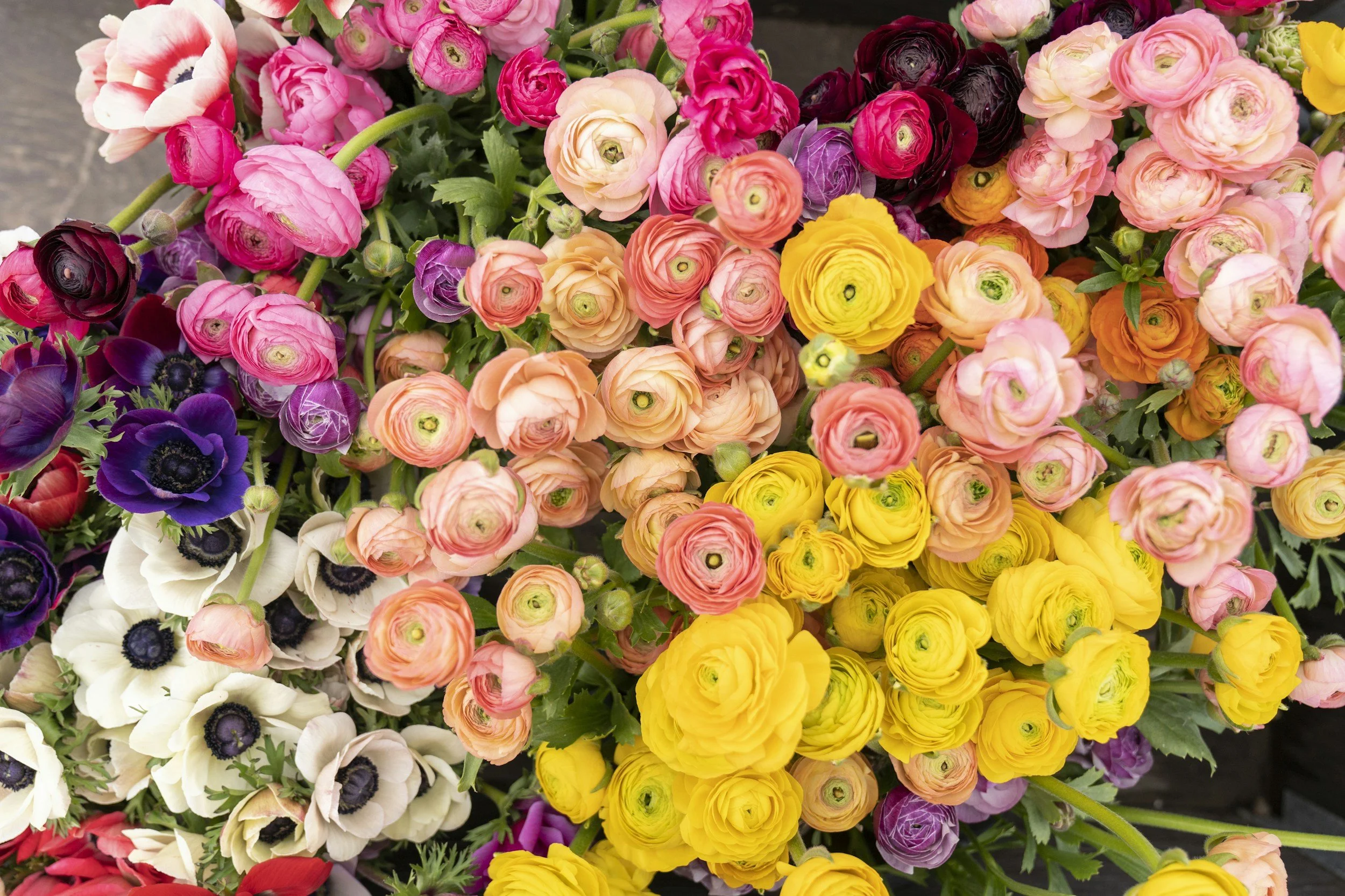 Close-up of a variety of colorful flowers including pink, purple, white, yellow, and peach blossoms.