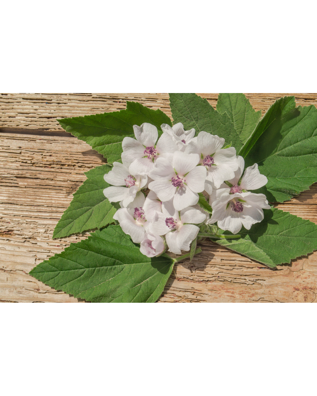 Marshmallow on table.png