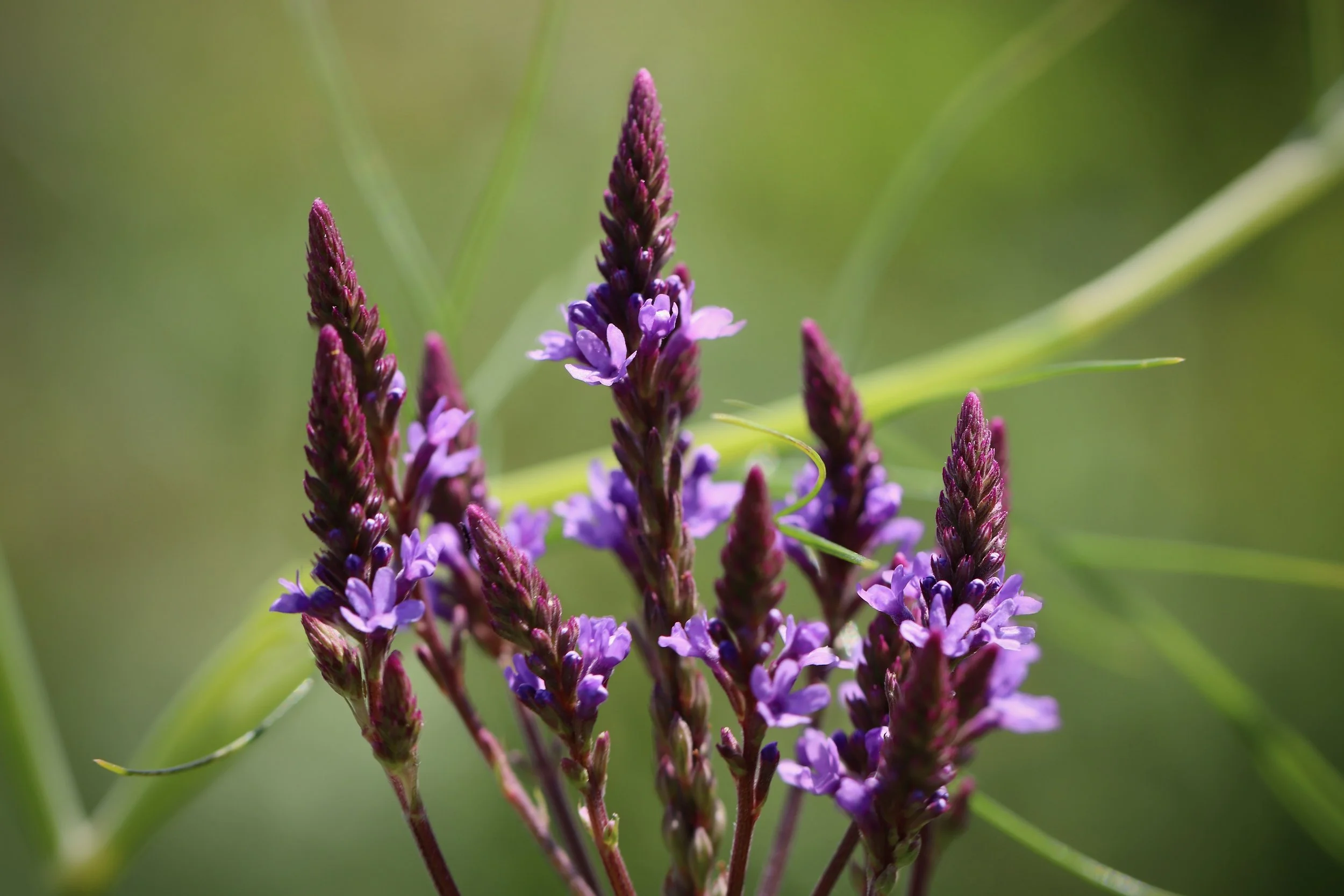 Blue Vervain Tincture