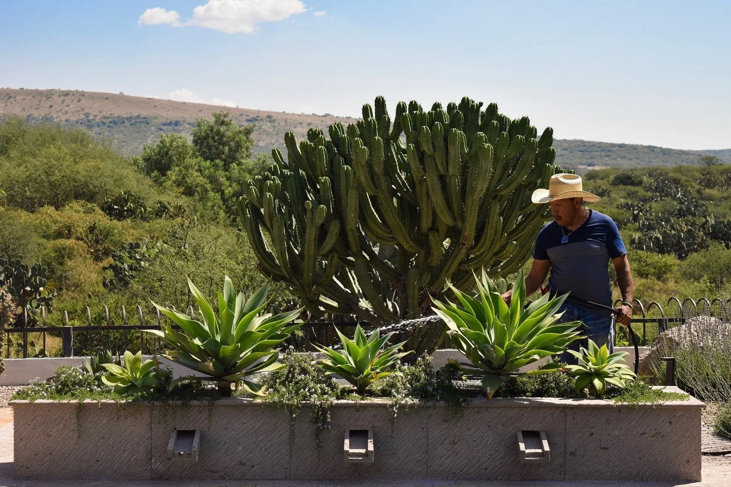 Capturamos a Juan Luis cuidando de las plantas en Vista los Picachos y quisimos aprovechar la oportunidad de mostrarles este impresionante Garambullo. Es la pieza central del jard&iacute;n y el remate visual desde el interior de la casa. 

#sanmiguel