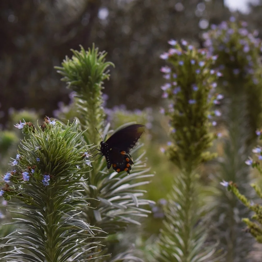 Proyecto destacado 5.jpg