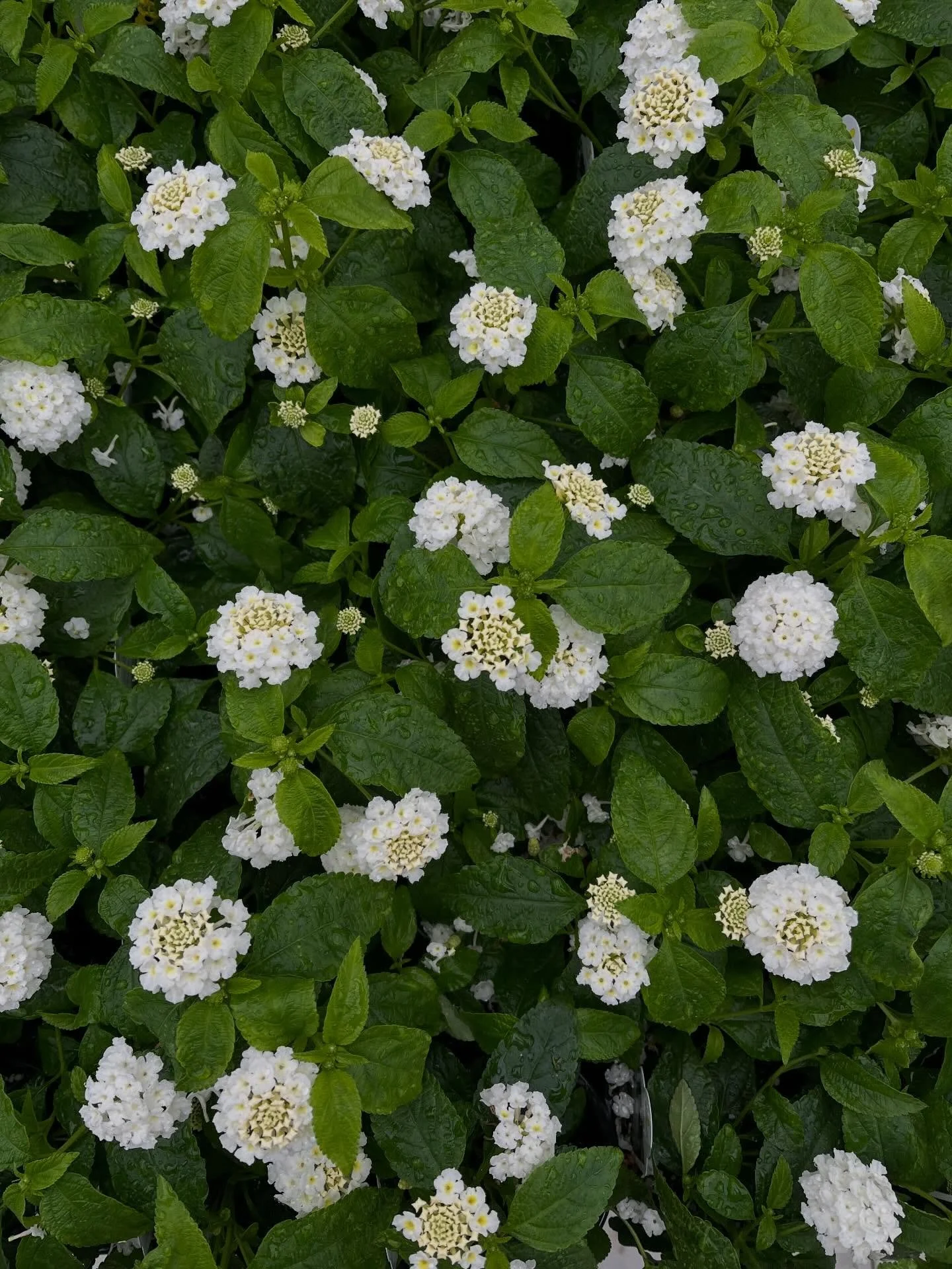 you can find us at @stonecreeknursery in hesston, ks today until 1pm! come shop their flat sale while you sip on an iced (or hot) latte! see you soon! 🌸