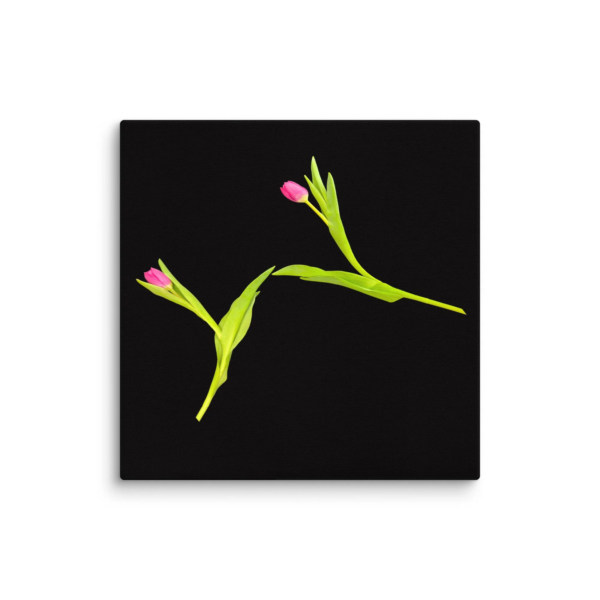 Capoeira Mantis still life photograph featuring two personified tulip stems in a poised, mantis-like exchange against a black background.