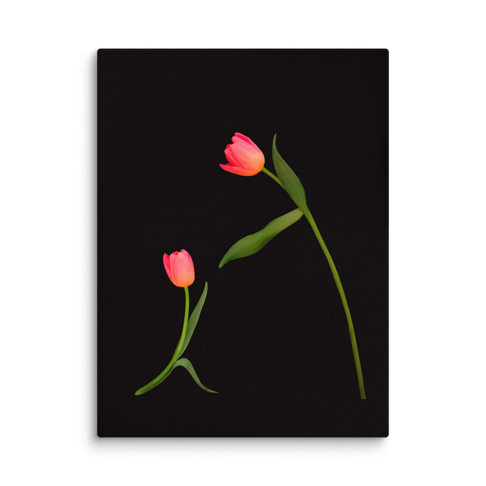 Still life photograph of two pink tulips on a dark background, composed to suggest early connection and gentle gesture.