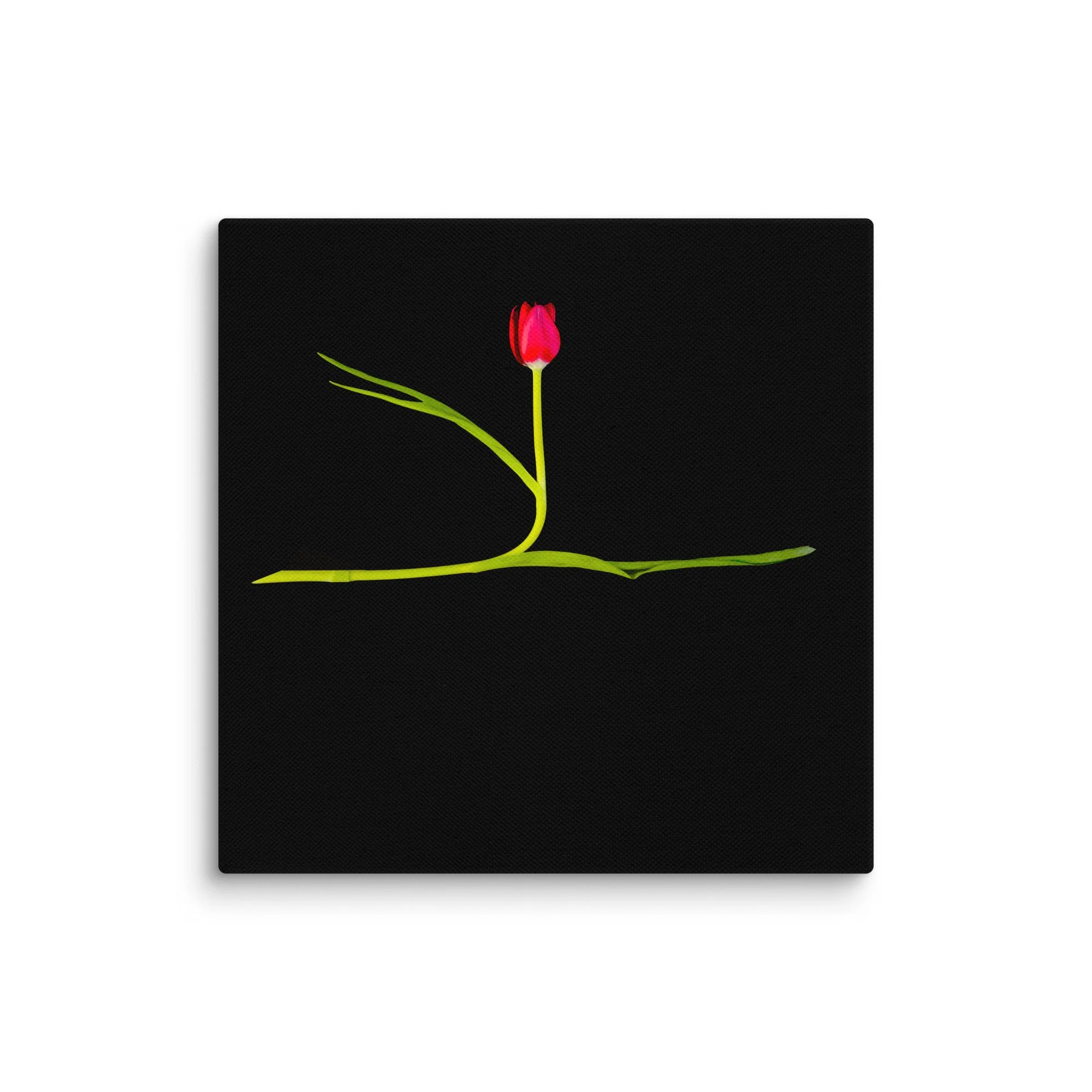Grand Jeté canvas print featuring a red tulip on a green stem in a minimalist still life floral photograph against a black background