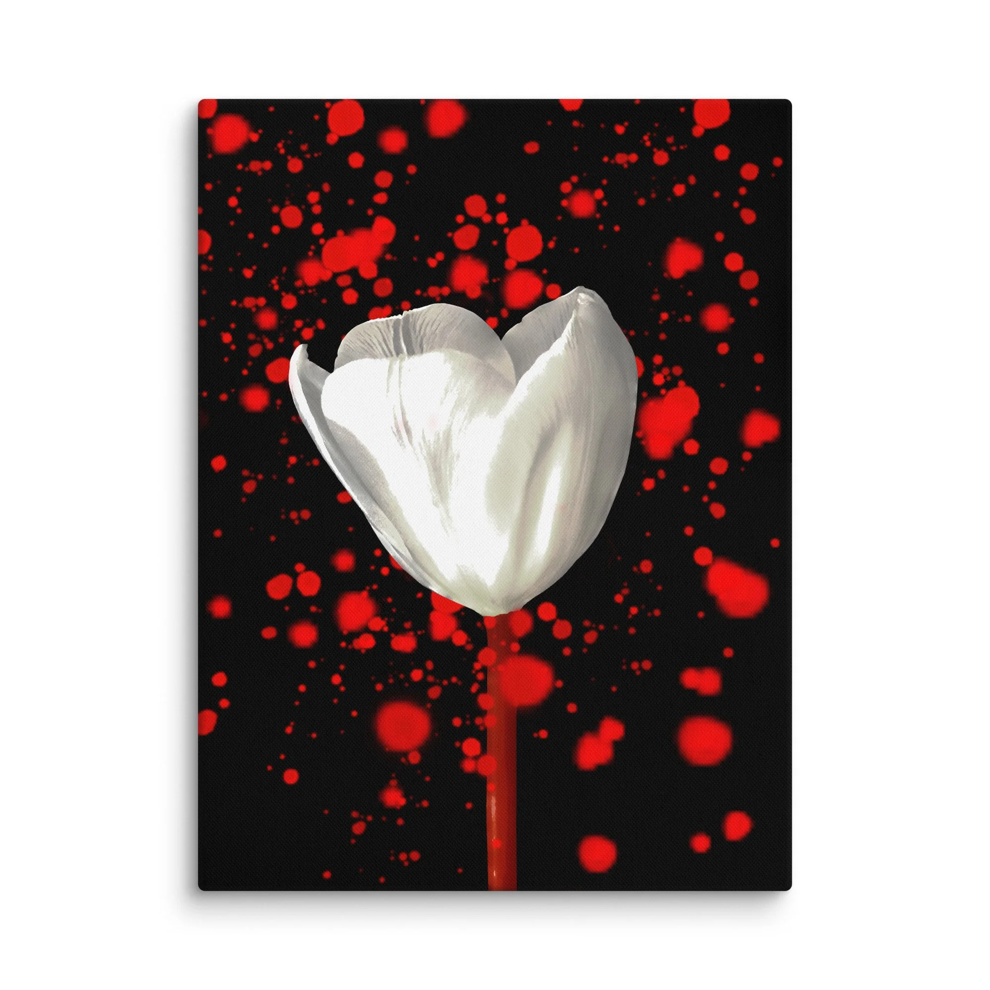 Red Cosmos, White Bloom