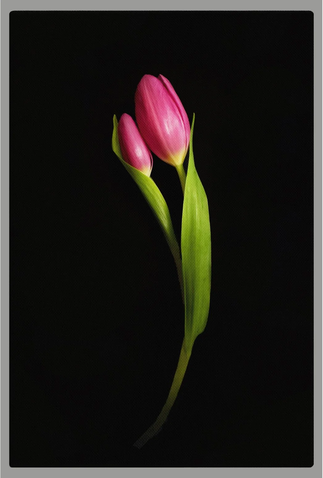 Mother and child portrayed as personified tulips in a fine-art photograph exploring love, care, and gentle connection.