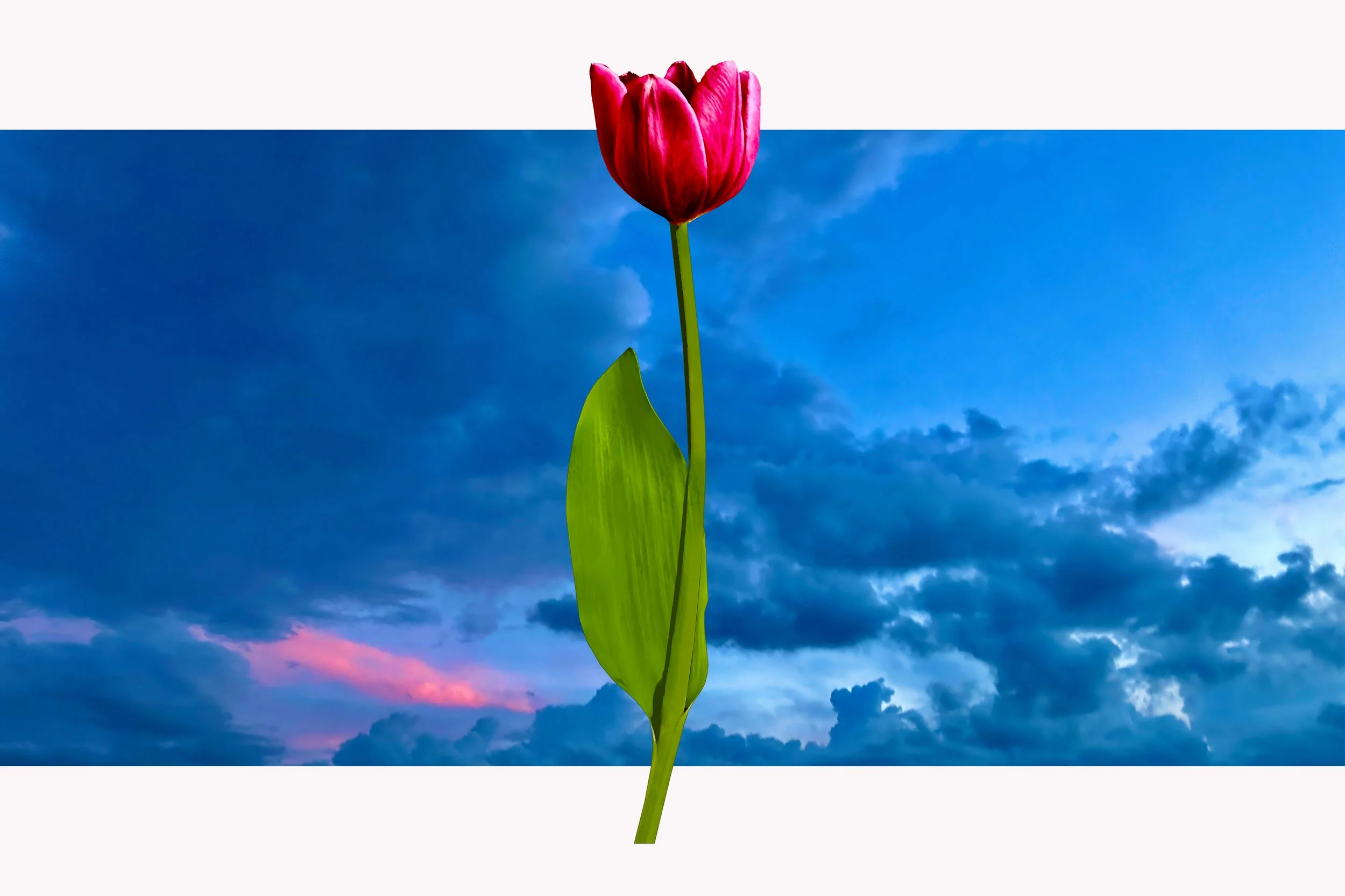 OG Sky Red Tulip.jpg