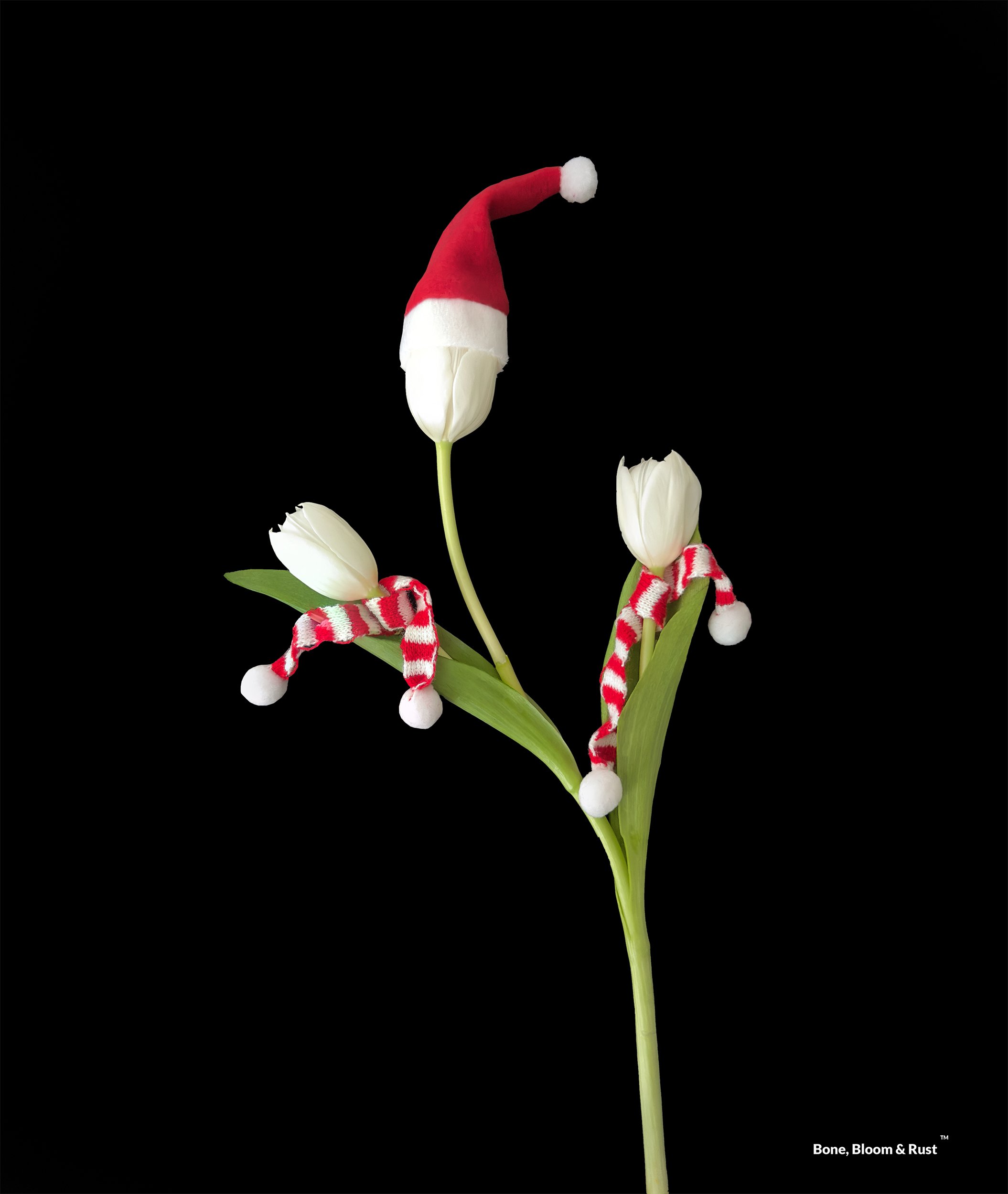 Santa Mommy with Twins_WebImage copy.jpg