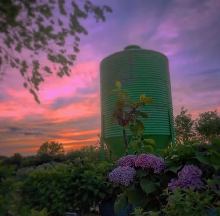 A green water tank in a garden at sunset, with purple flowers and trees in the background under a colorful sky.