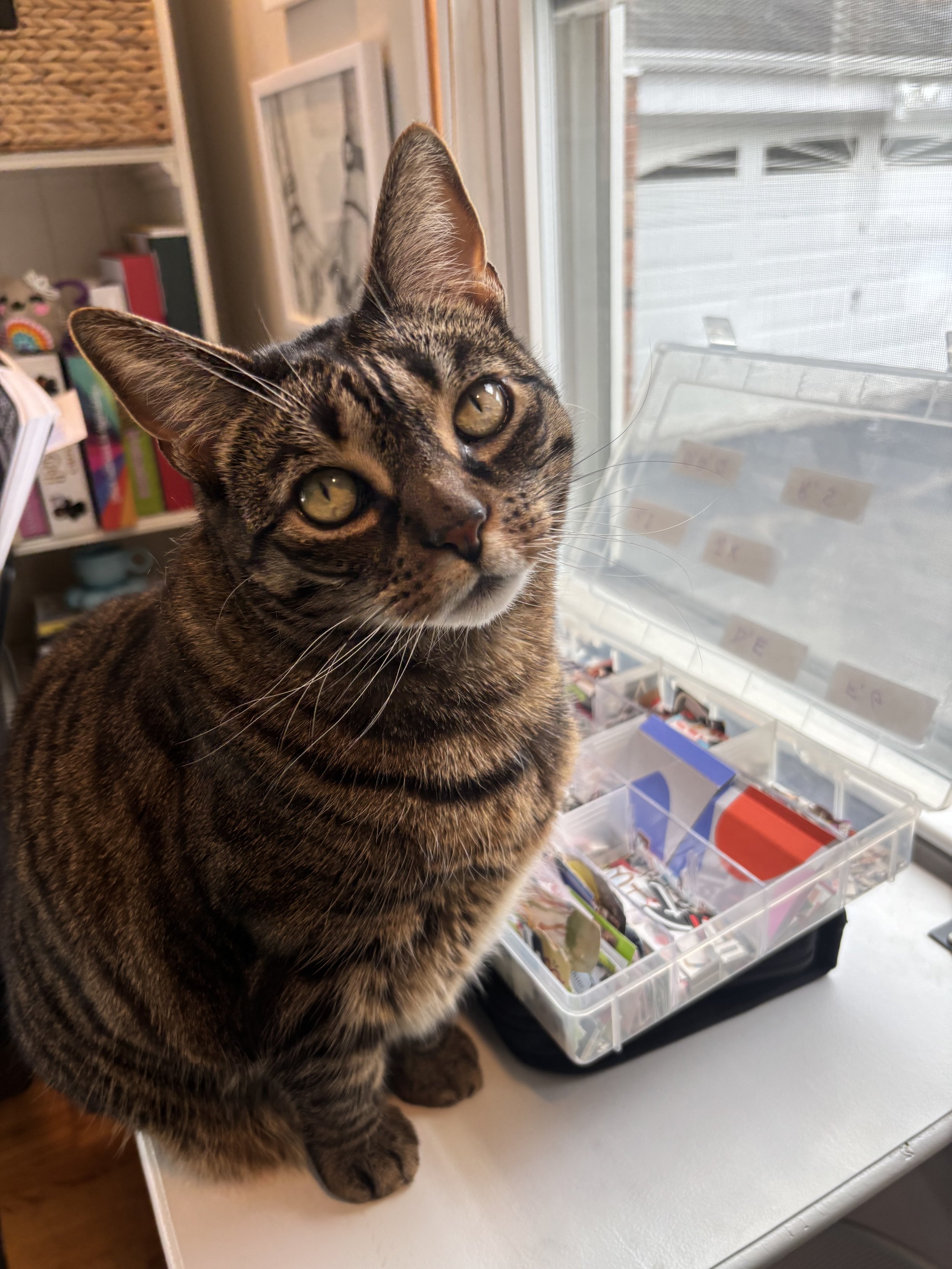 Pebbles, Charlotte's Cat