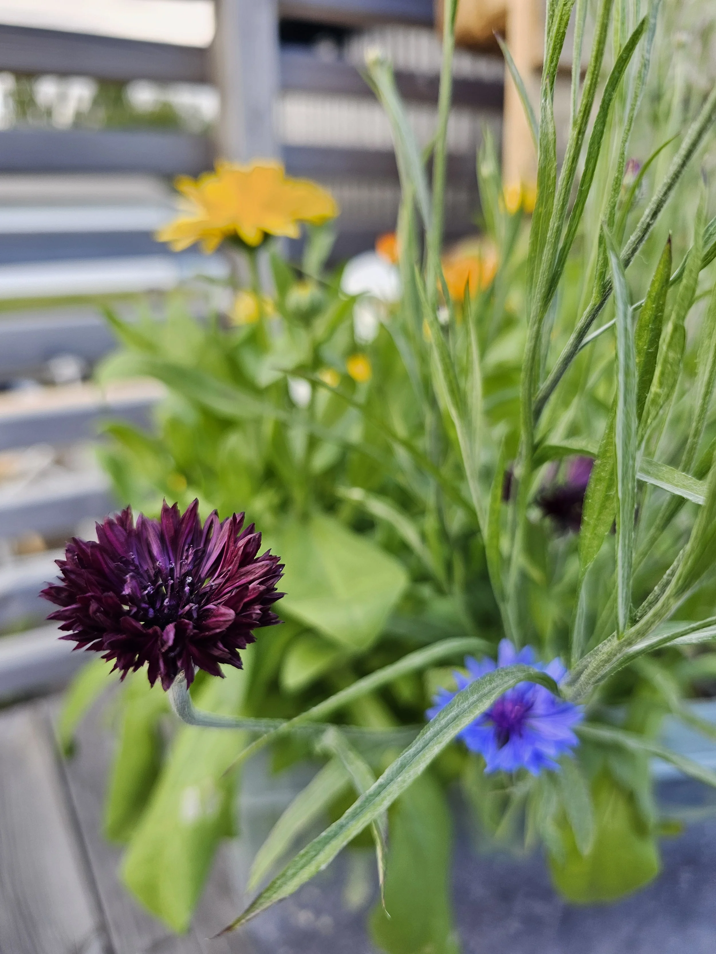 2024-06-25 18.36.00.jpg