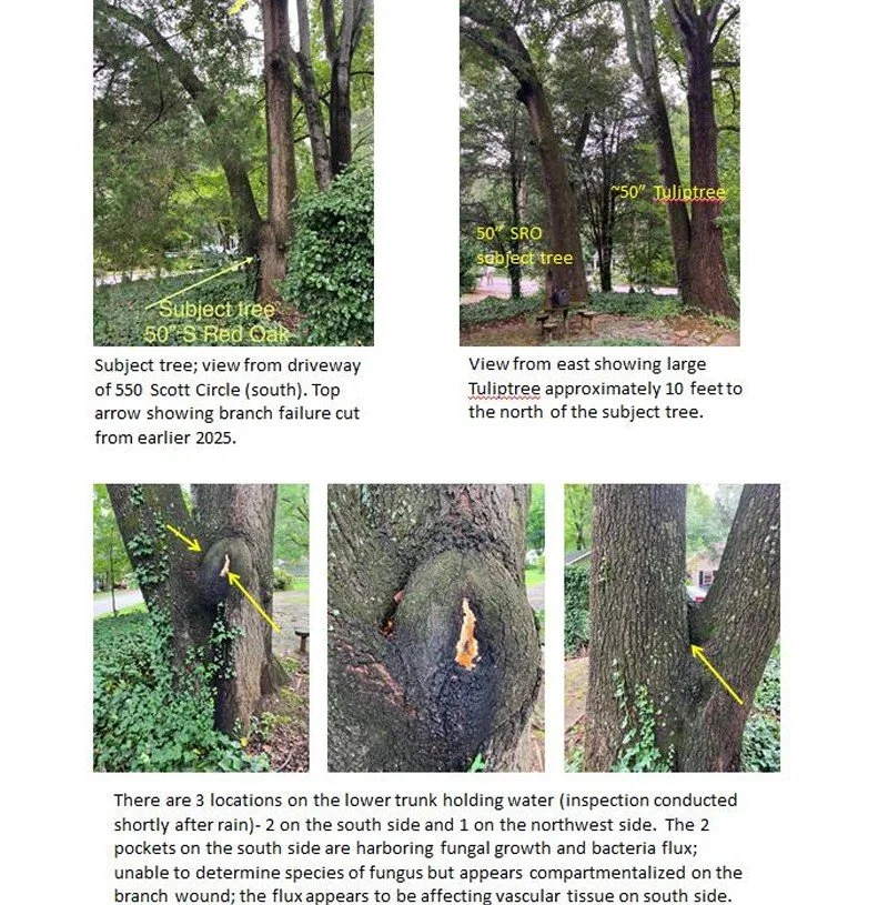 Tree Health Assessment