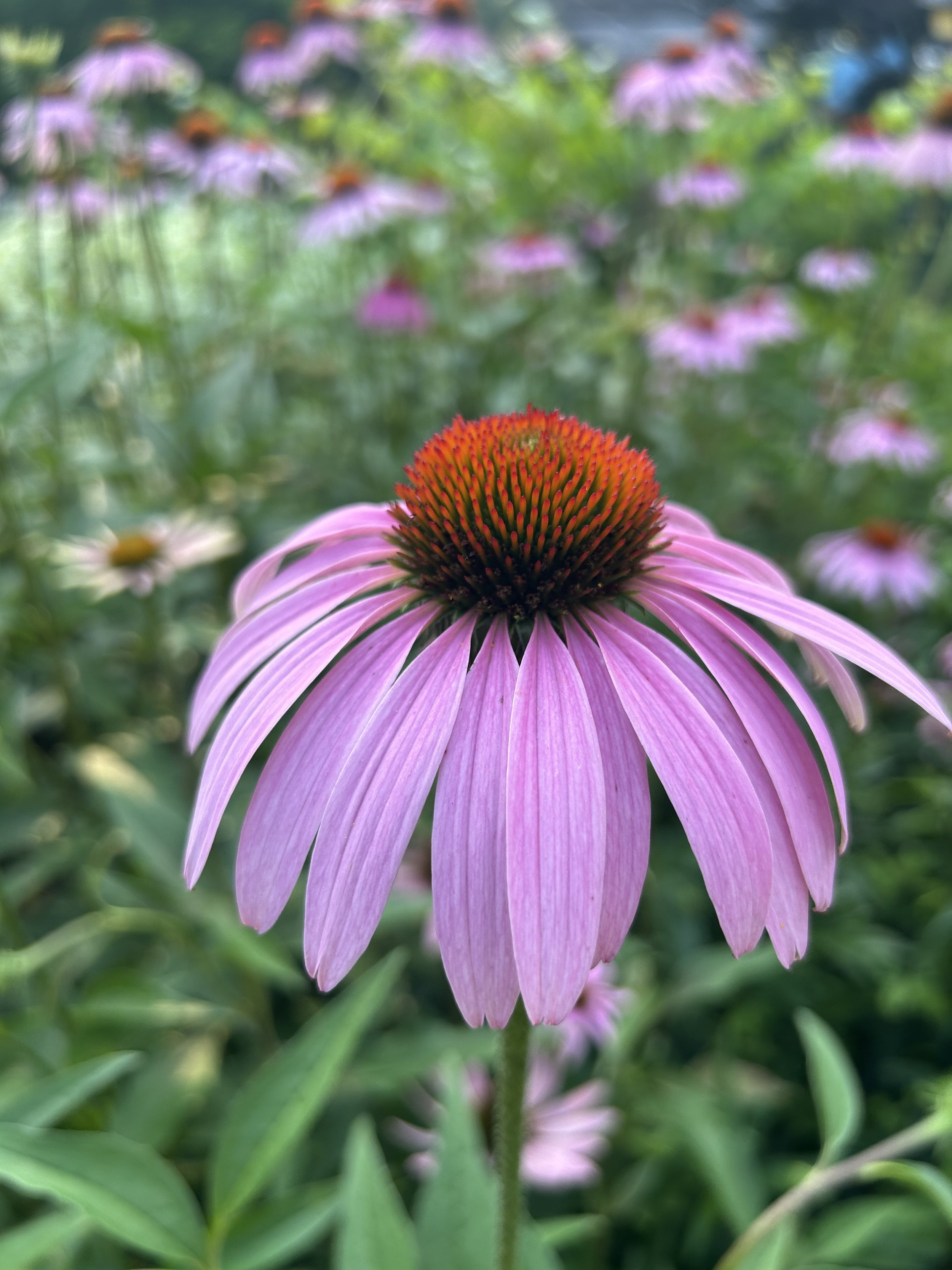 Close-up of a purple coneflower with pink petals and an orange center, surrounded by green foliage.