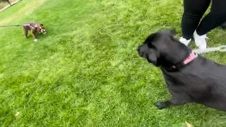 A video project on stereotypes of certain dog breeds, working with team members but edited entirely by me