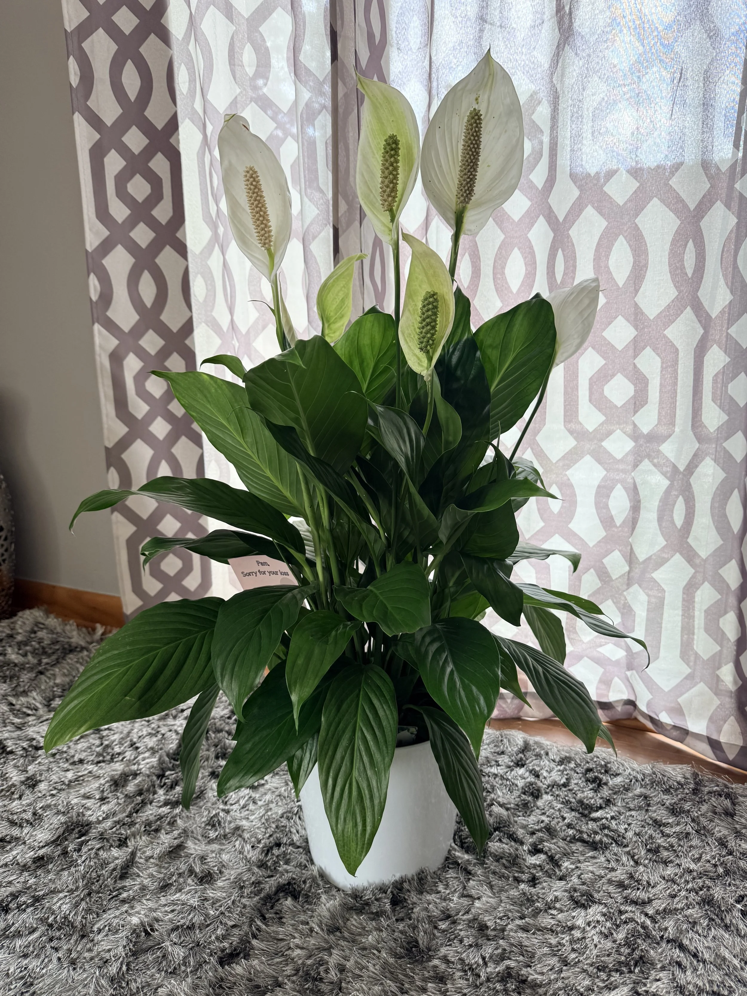 The Peace Lily