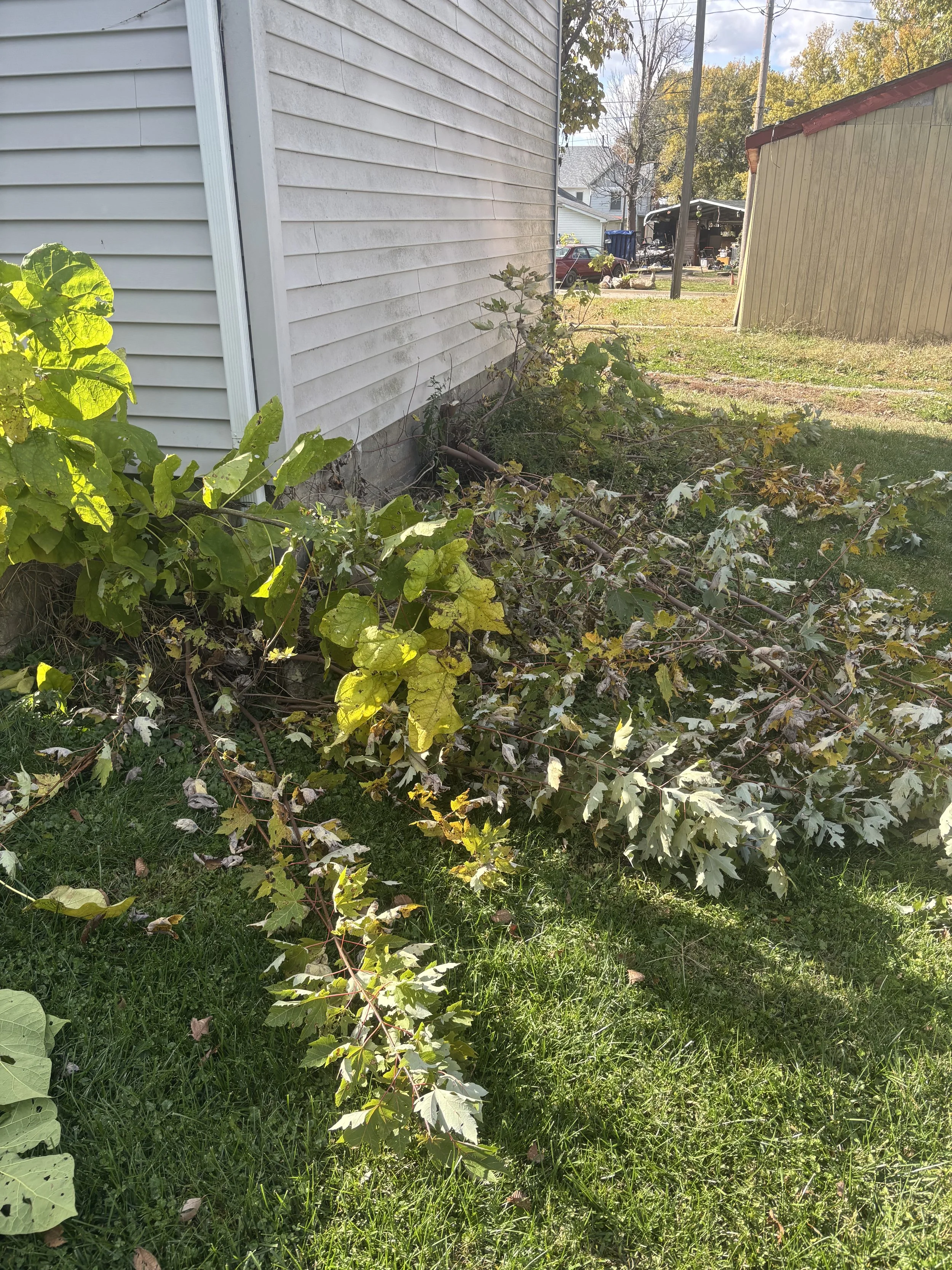 A fallen tree branch with green and some variegated leaves lies on the grass near the side of a white house with siding. In the background, there is a yard with trees, a shed, and parked cars.
